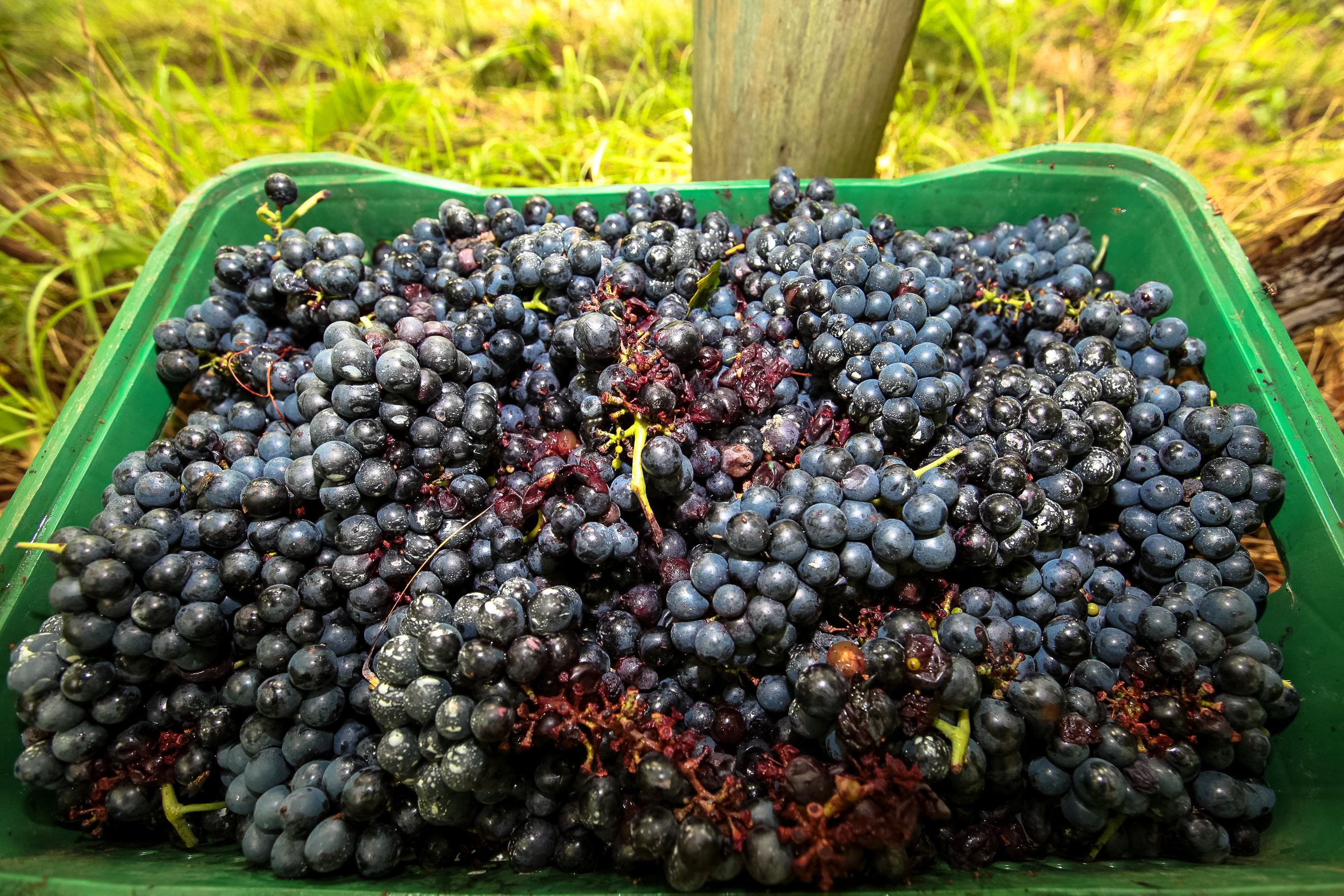 Colheita de uvas no município de Tangará.