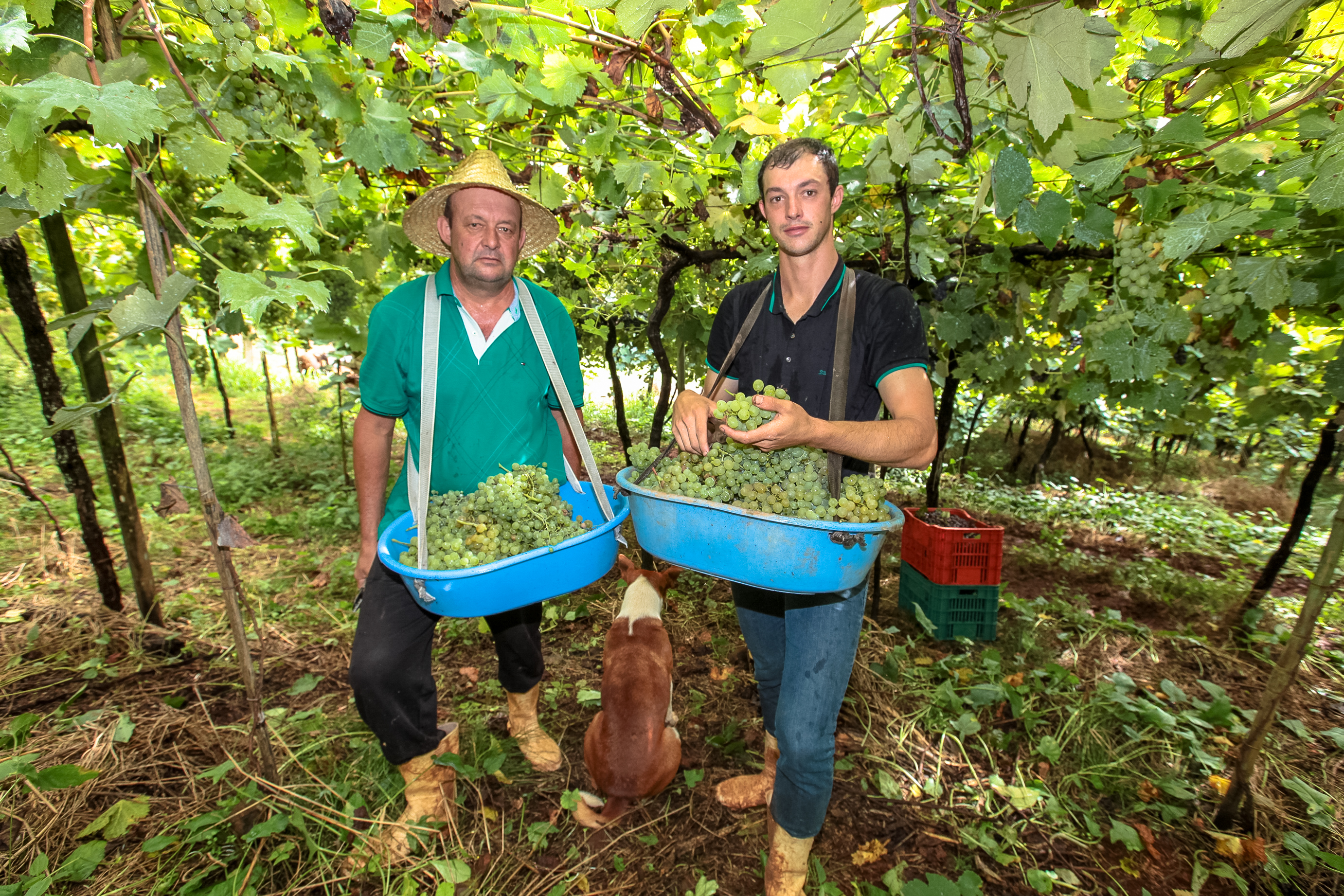 Colheita de uvas no município de Tangará.