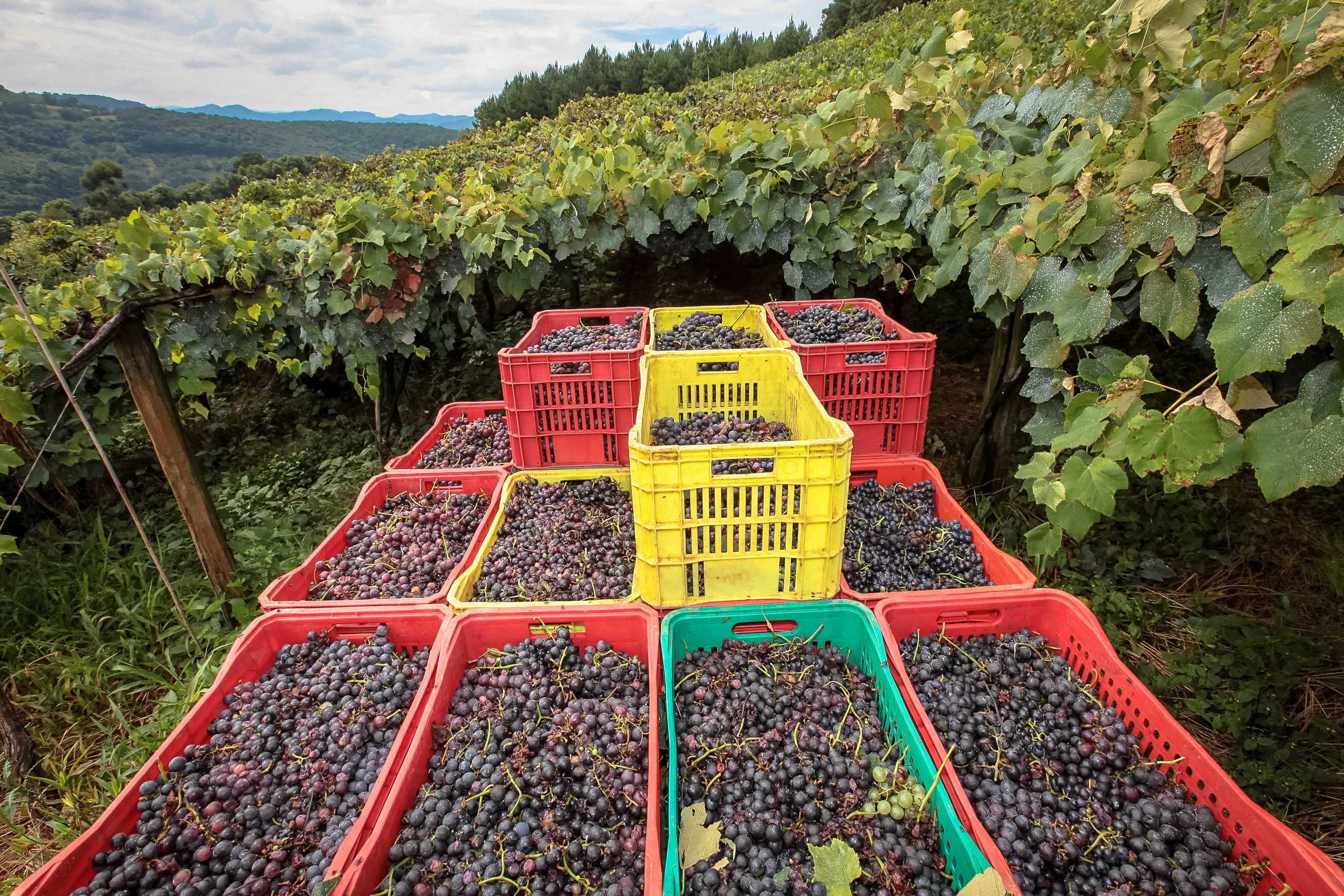 Colheita de uvas no município de Tangará.