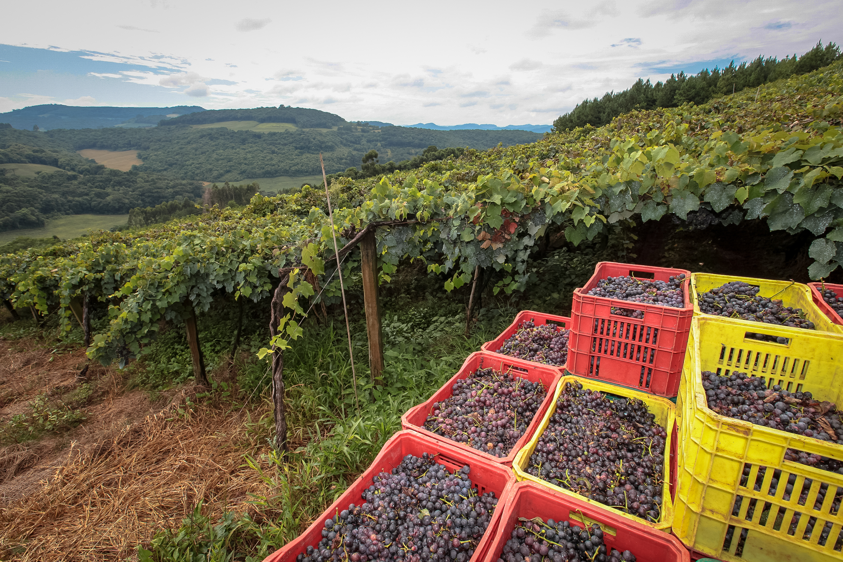 Colheita de uvas no município de Tangará.