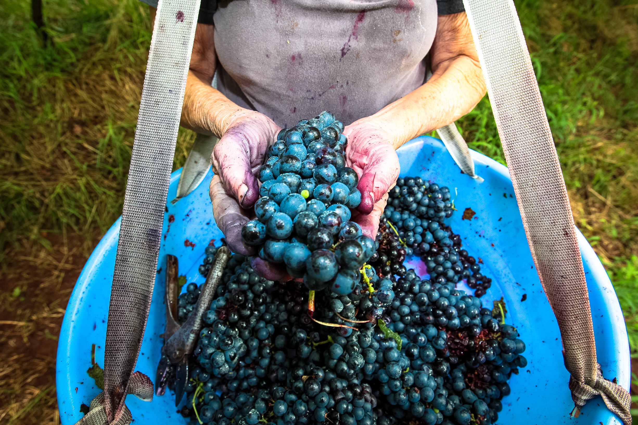 Especial Produção de Uvas