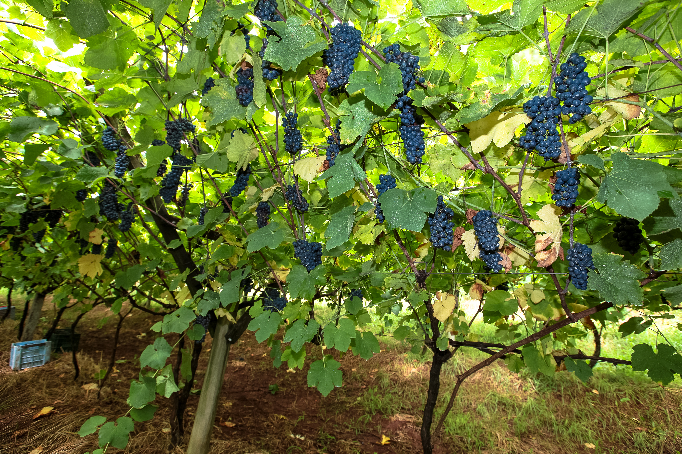 Colheita de uvas no município de Tangará.