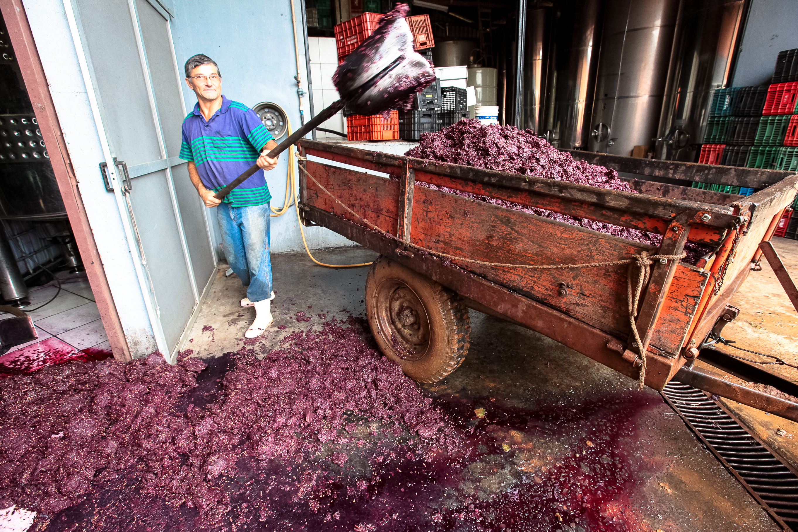 Colheita de uva. Produtor Darci Vian.