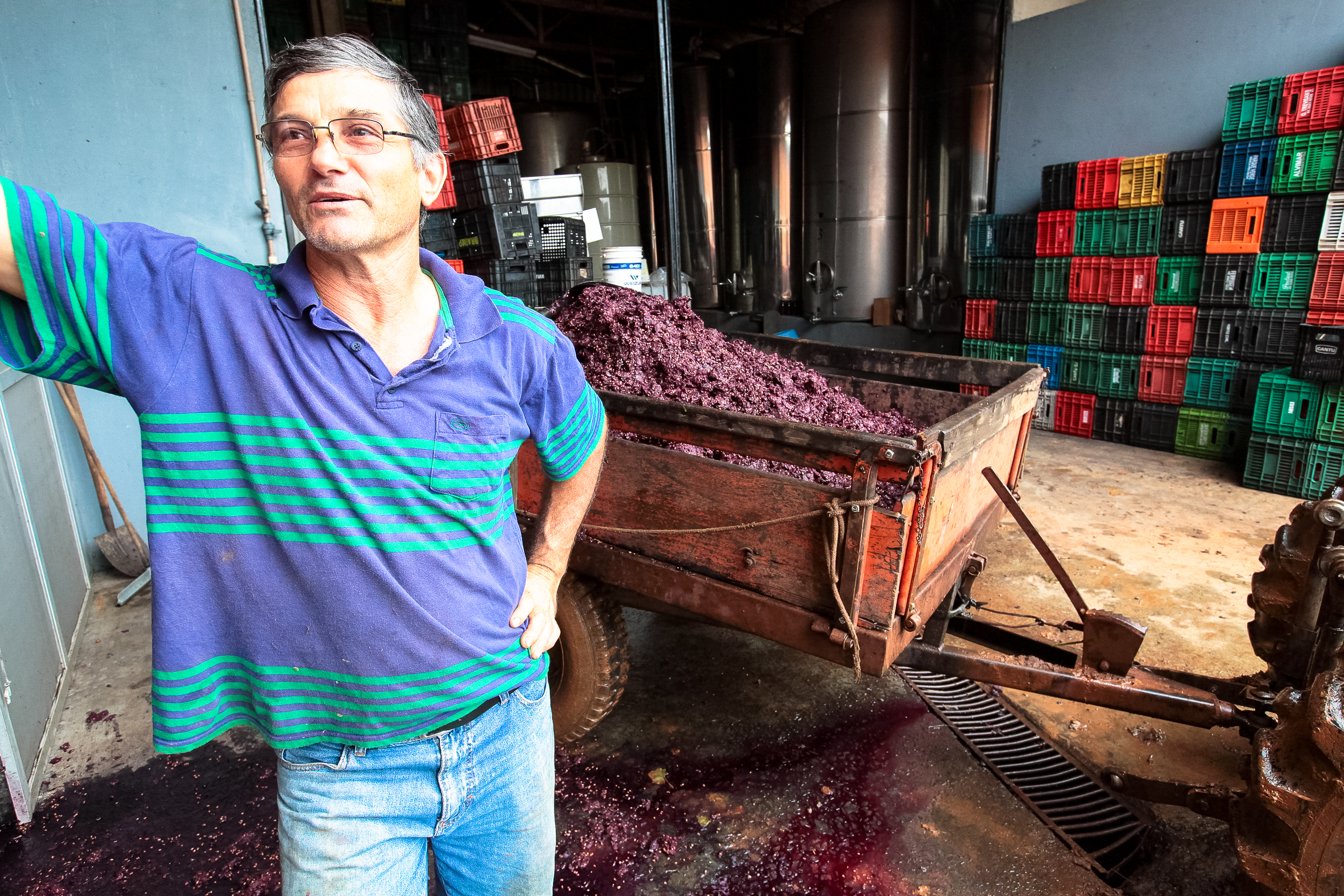 Colheita de uva. Produtor Darci Vian.