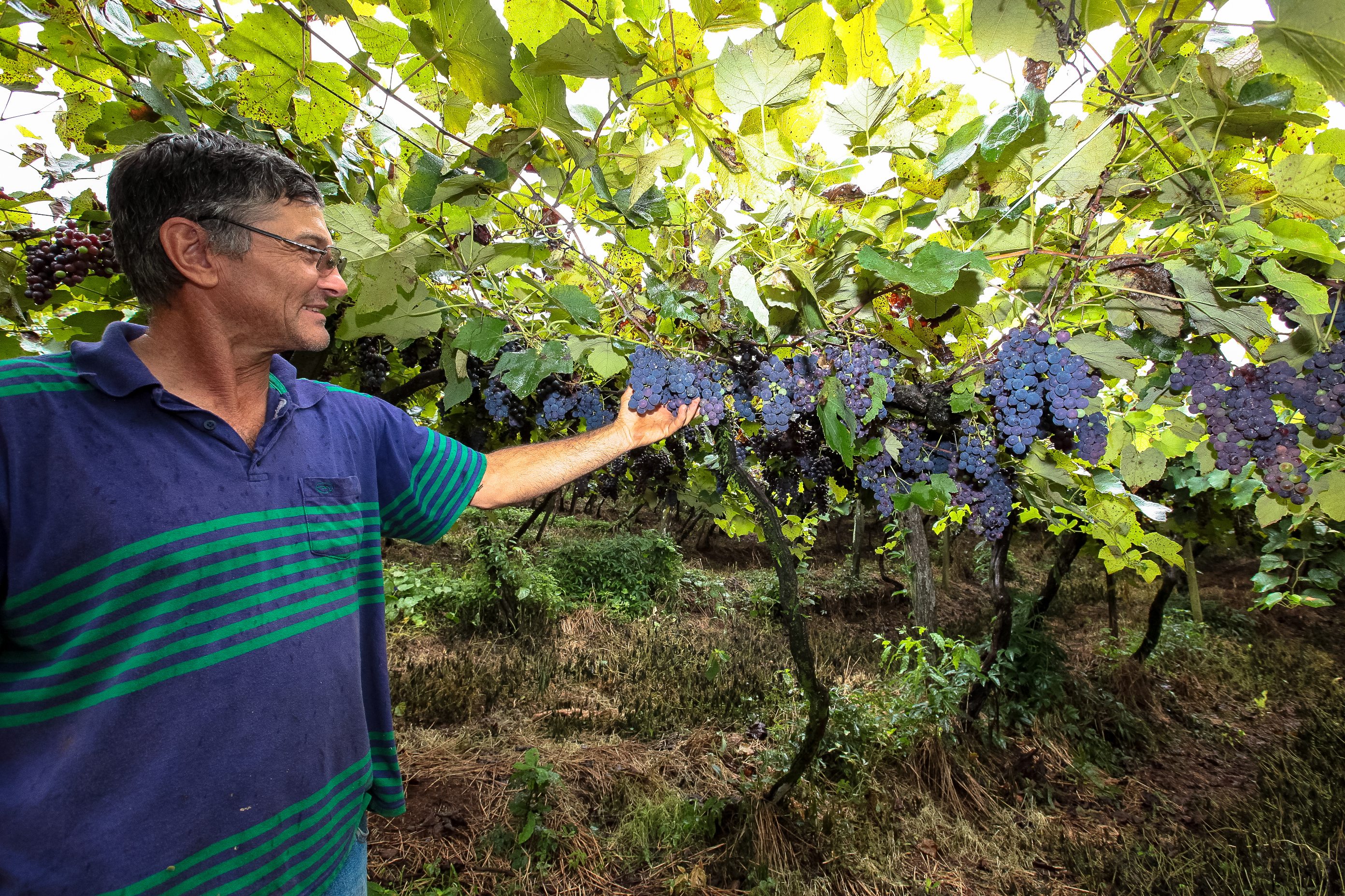 Colheita de uva. Produtor Darci Vian.