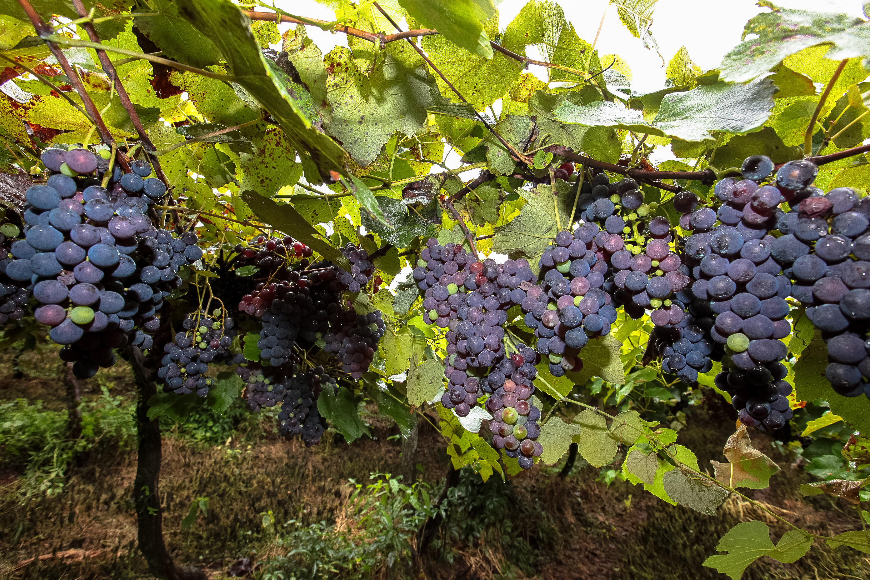 Colheita de uva.