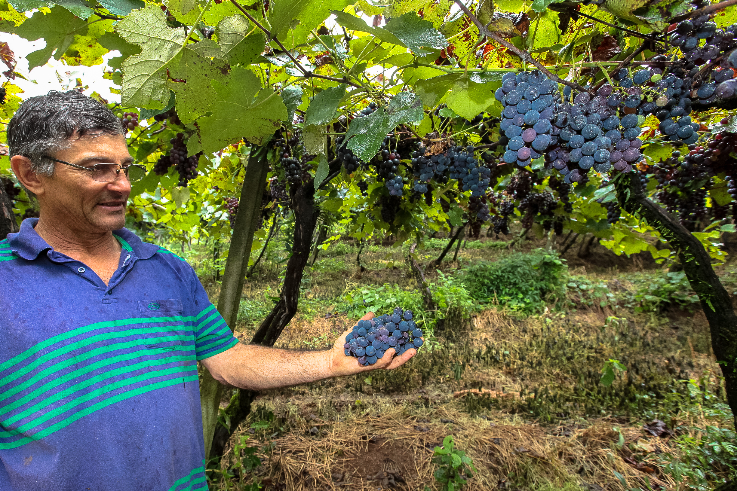 Colheita de uva. Produtor Darci Vian.