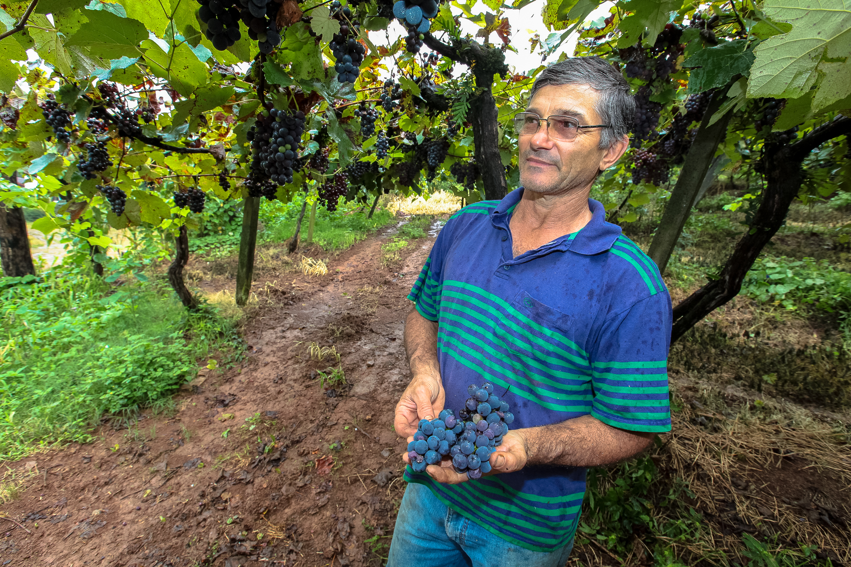 Colheita de uva. Produtor Darci Vian.