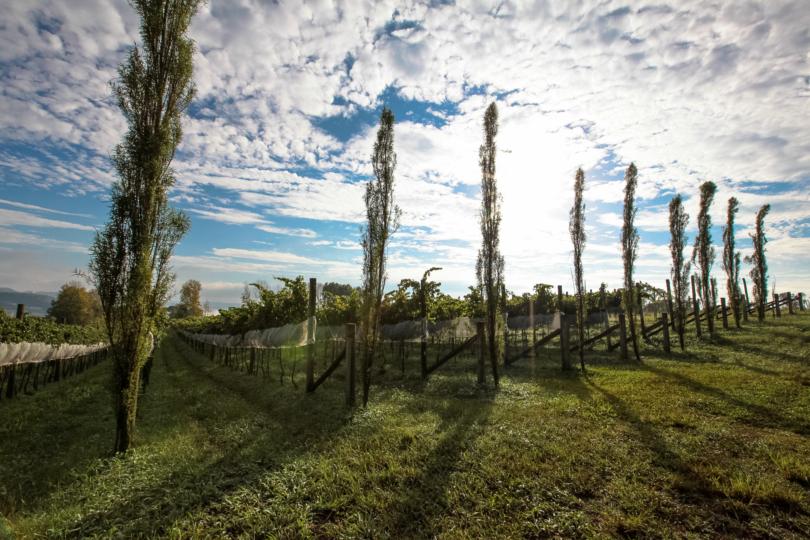 Cultivo de uvas - Fazenda EPAGRI.