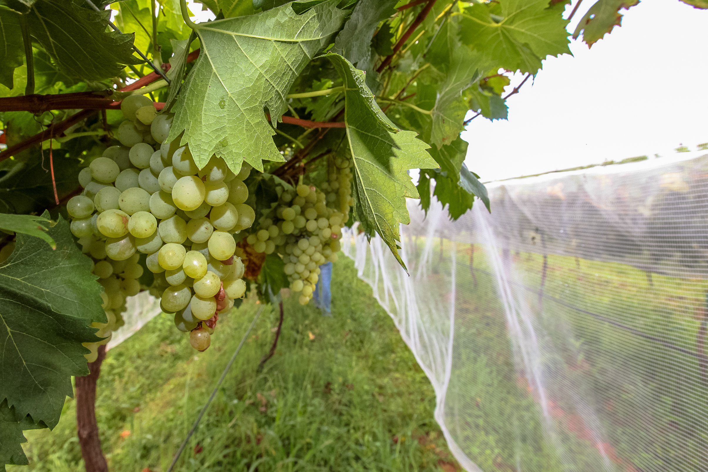 Cultivo de uvas - Fazenda EPAGRI.