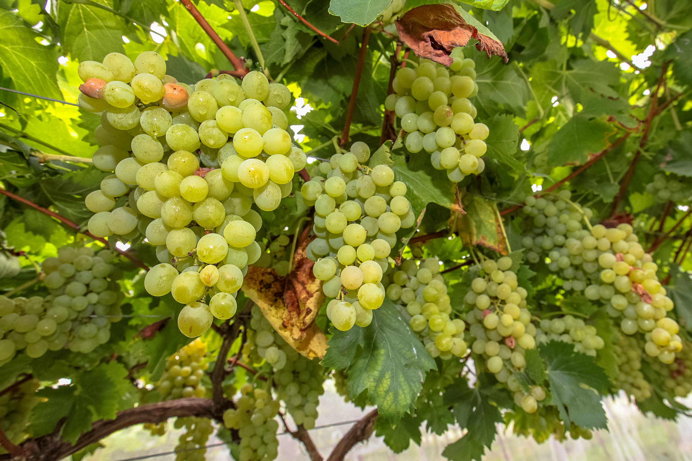 Cultivo de uvas - Fazenda EPAGRI.