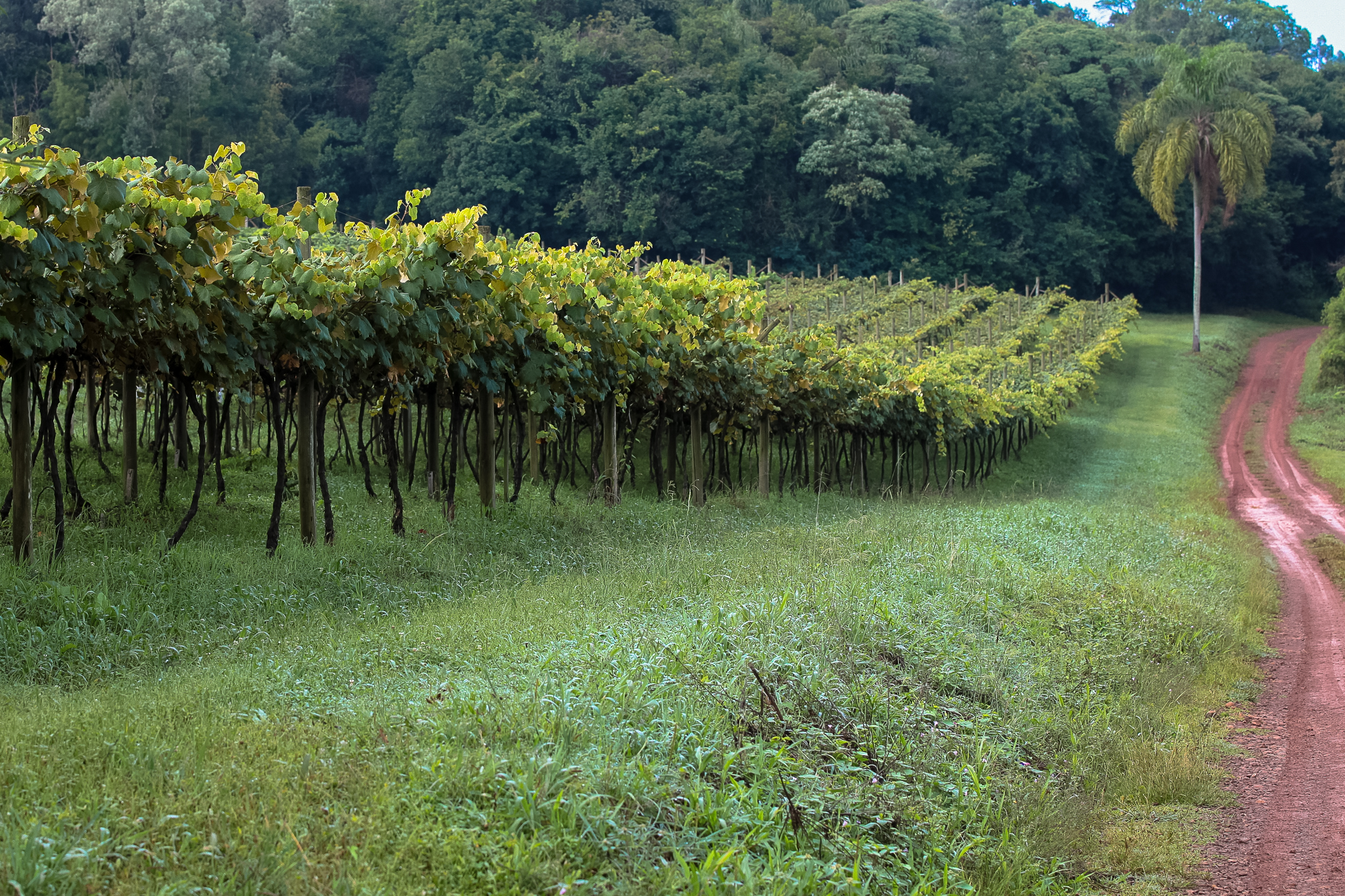 Cultivo de uvas - Fazenda EPAGRI.