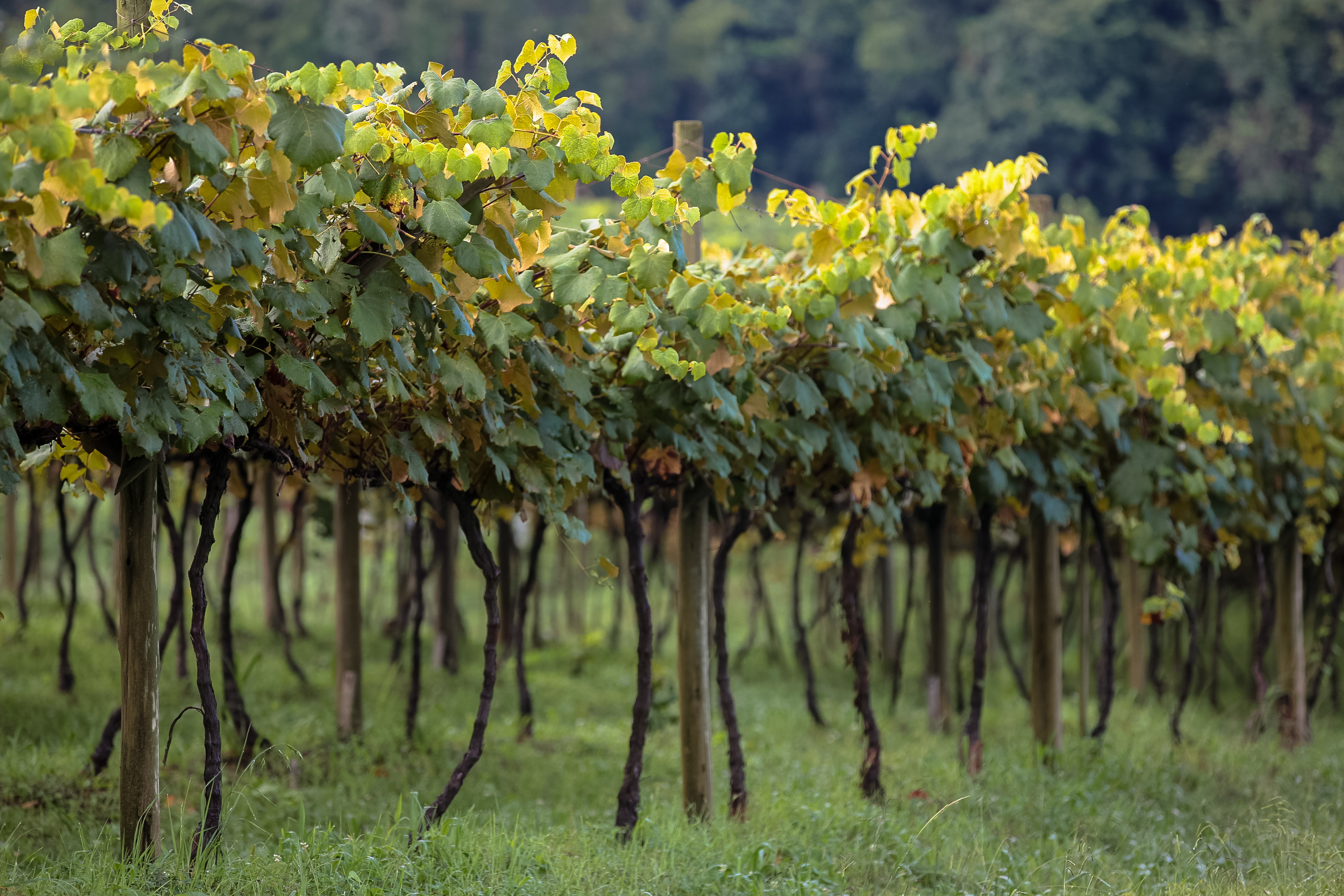 Cultivo de uvas - Fazenda EPAGRI.