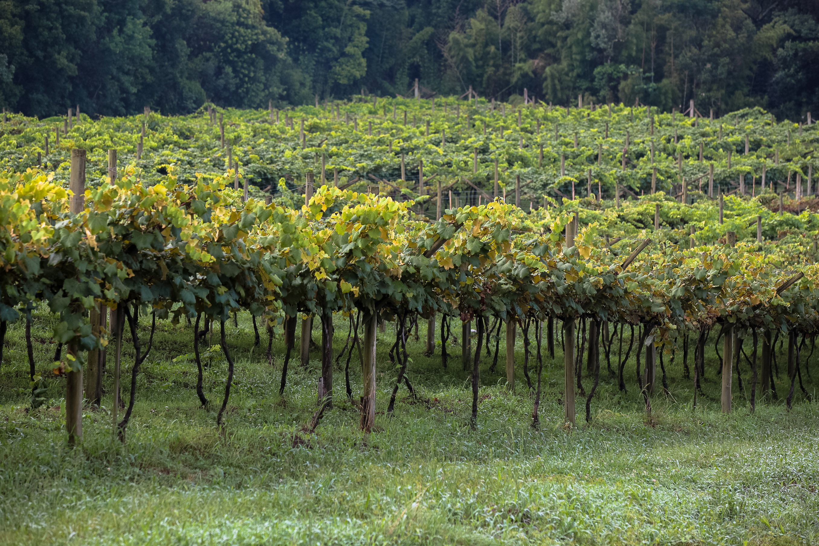 Cultivo de uvas - Fazenda EPAGRI.