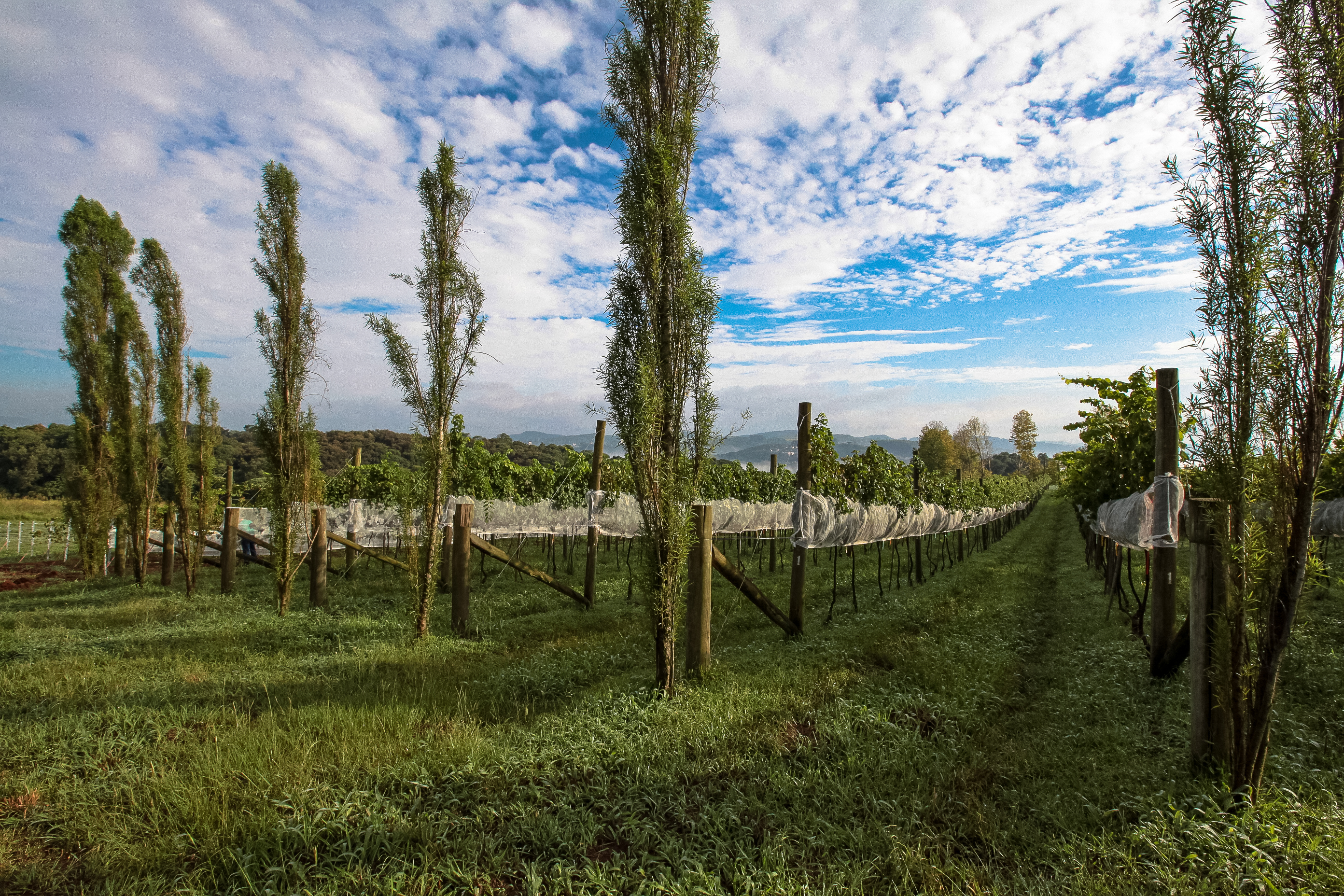 Cultivo de uvas - Fazenda EPAGRI.