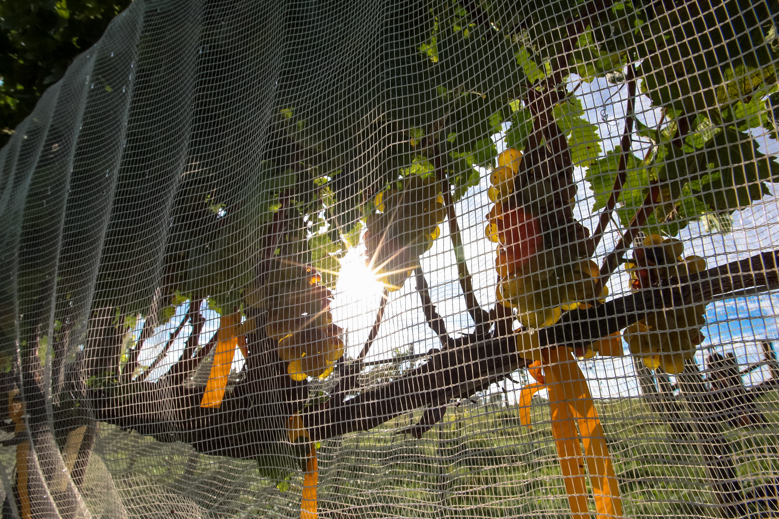 Cultivo de uvas - Fazenda EPAGRI.