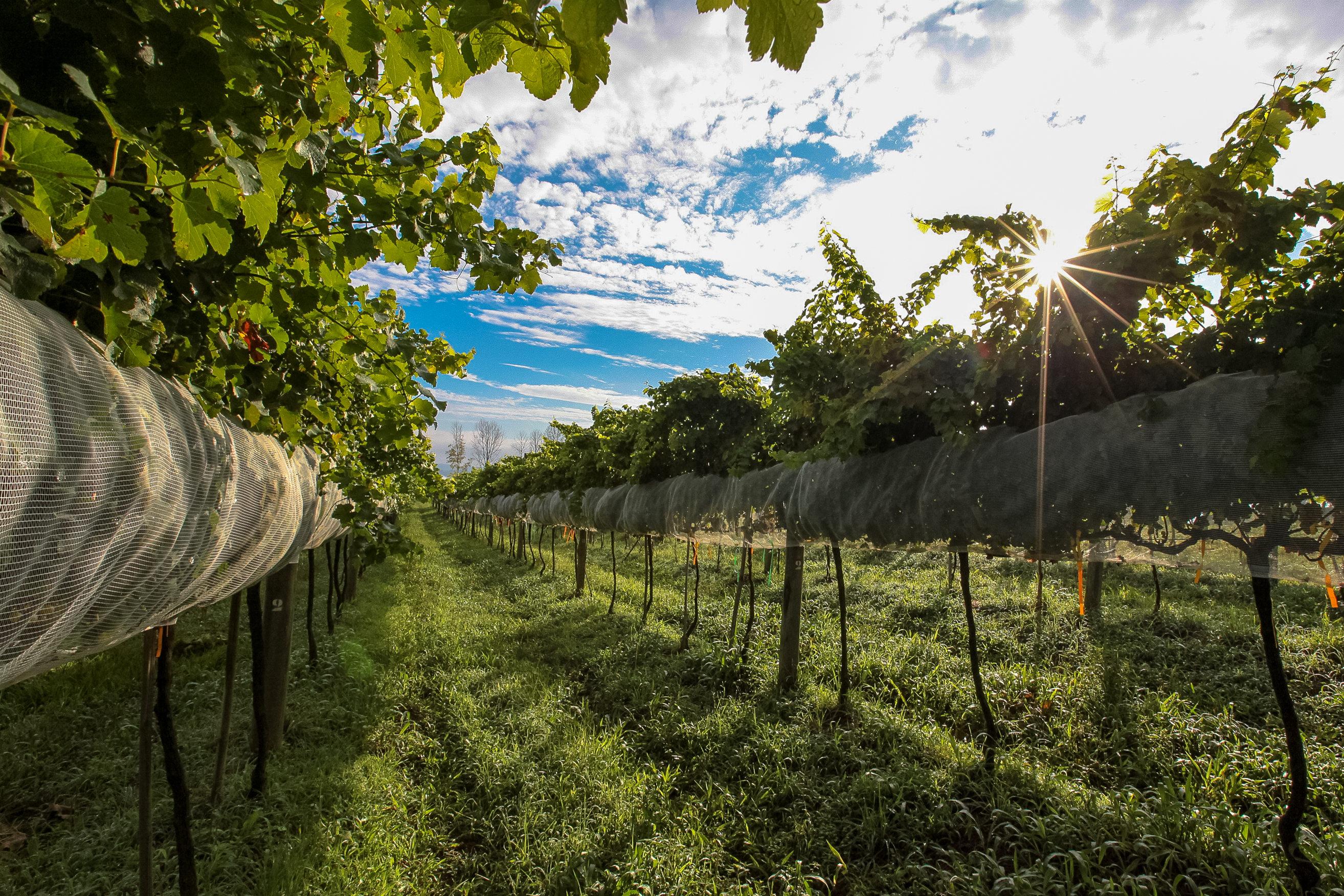 Cultivo de uvas - Fazenda EPAGRI.