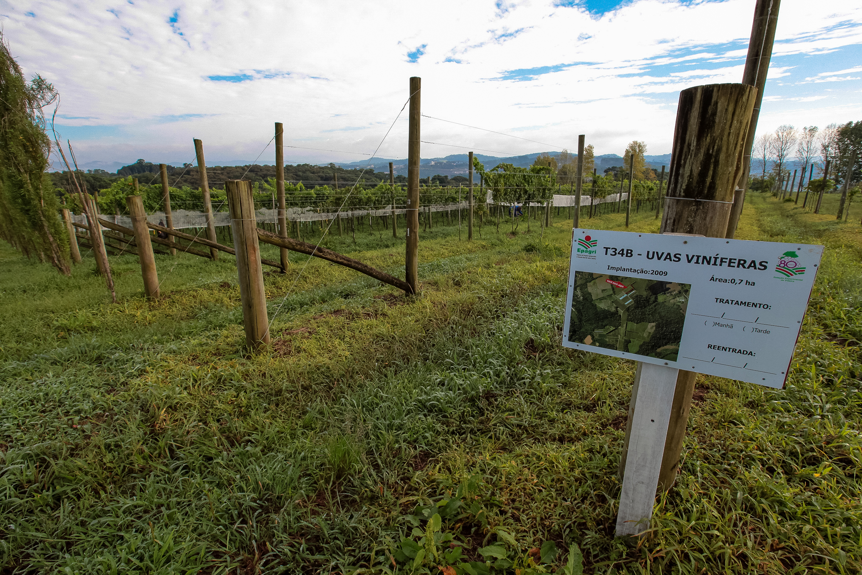 Cultivo de uvas - Fazenda EPAGRI.