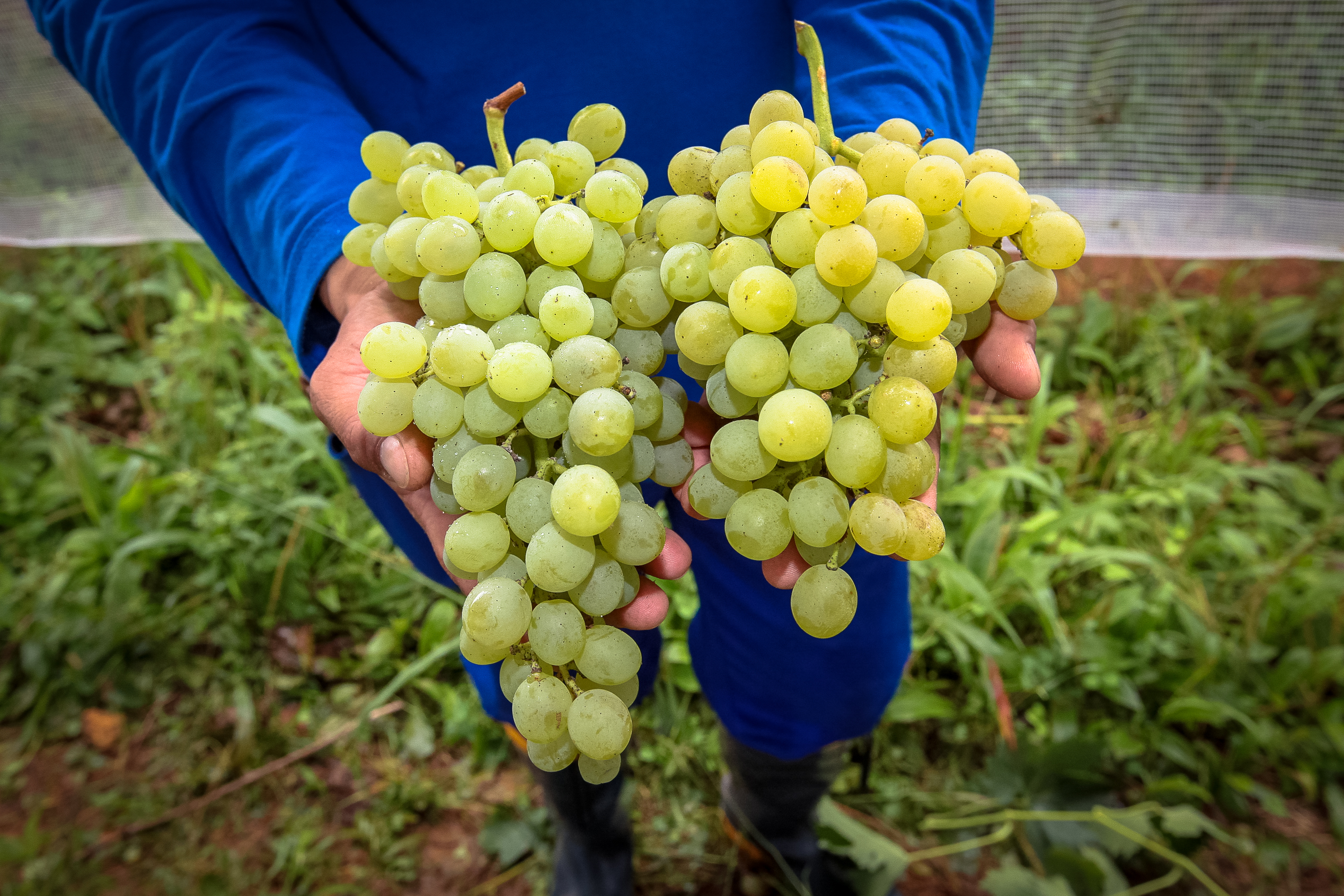 Cultivo de uvas - Fazenda EPAGRI.