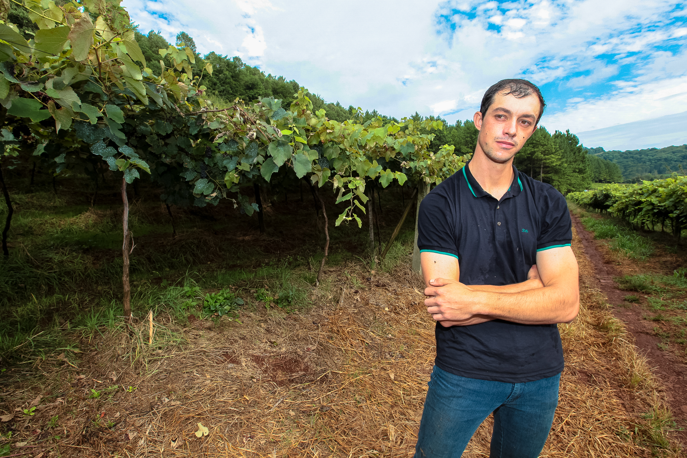 Colheita de uvas no município de Tangará. Ismael Andretta.