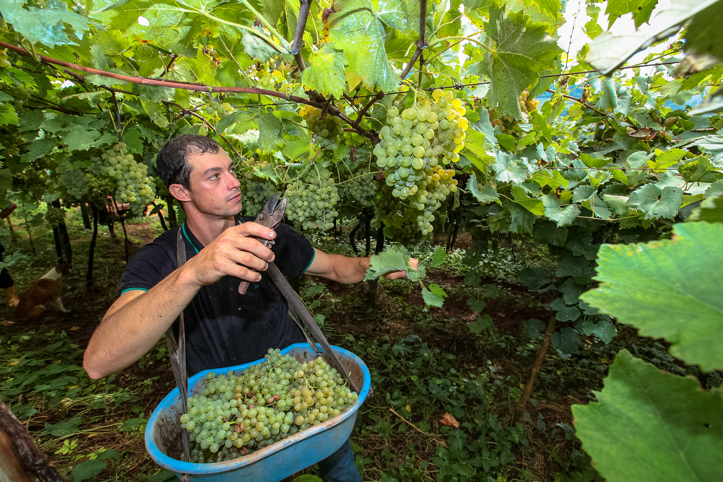 Colheita de uvas no município de Tangará. Ismael Andretta.