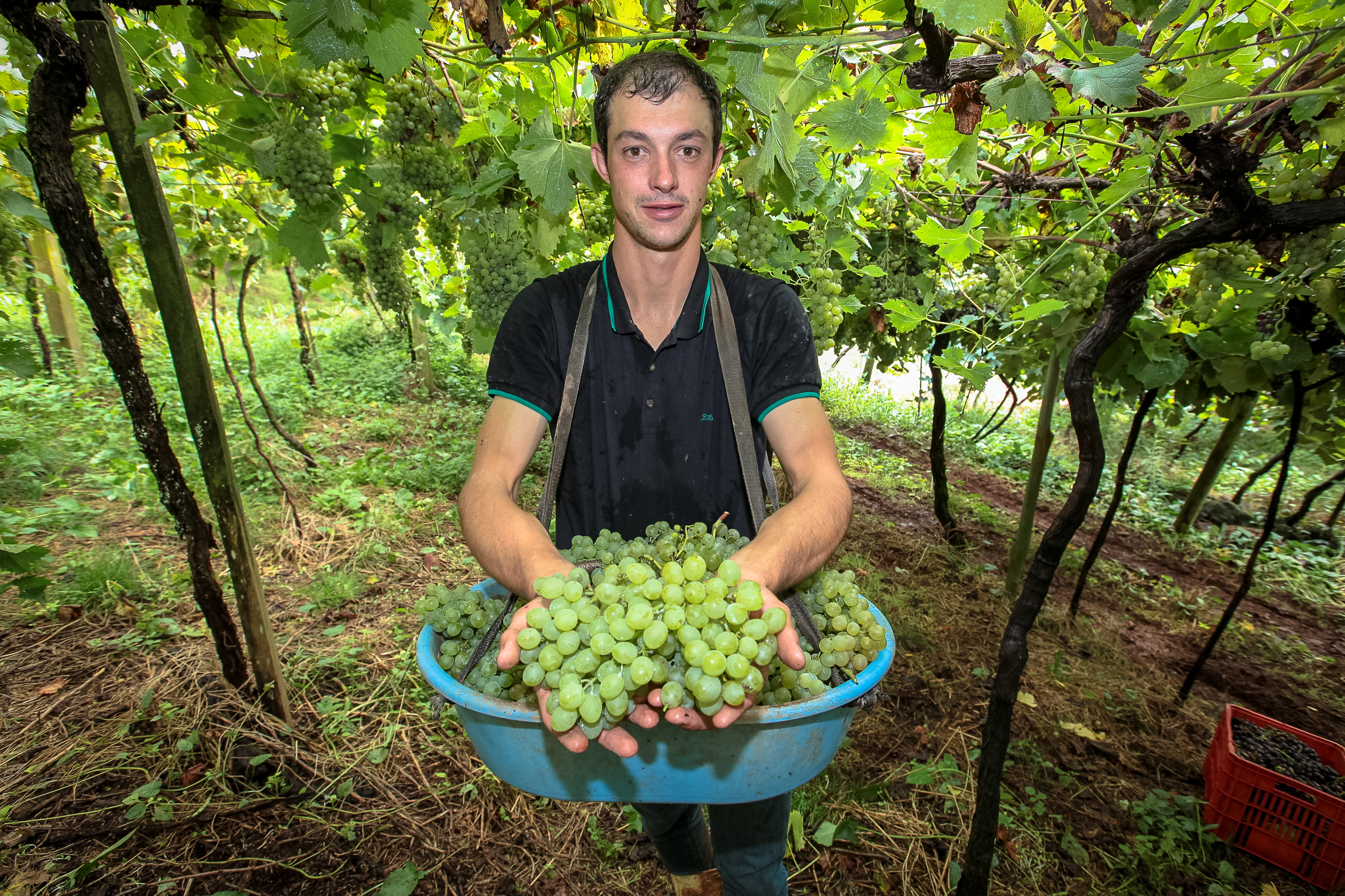 Colheita de uvas no município de Tangará. Ismael Andretta.