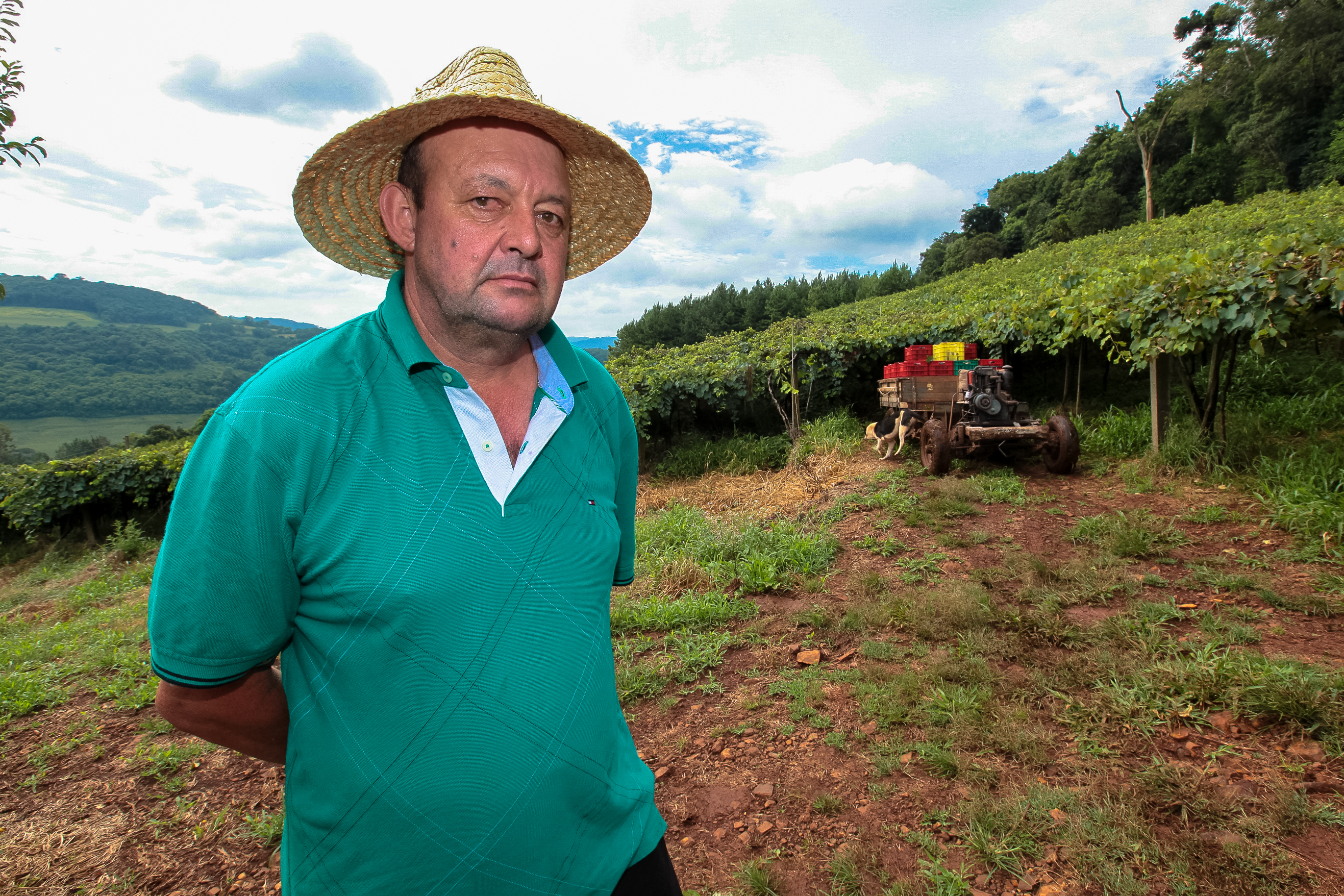 Colheita de uvas no município de Tangará. Produtor Ivanir Andretta.