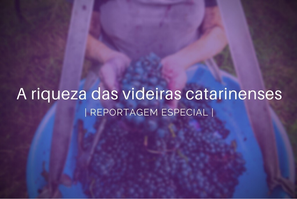 Parte 2: Sucos e turismo no caminho dos novos negócios