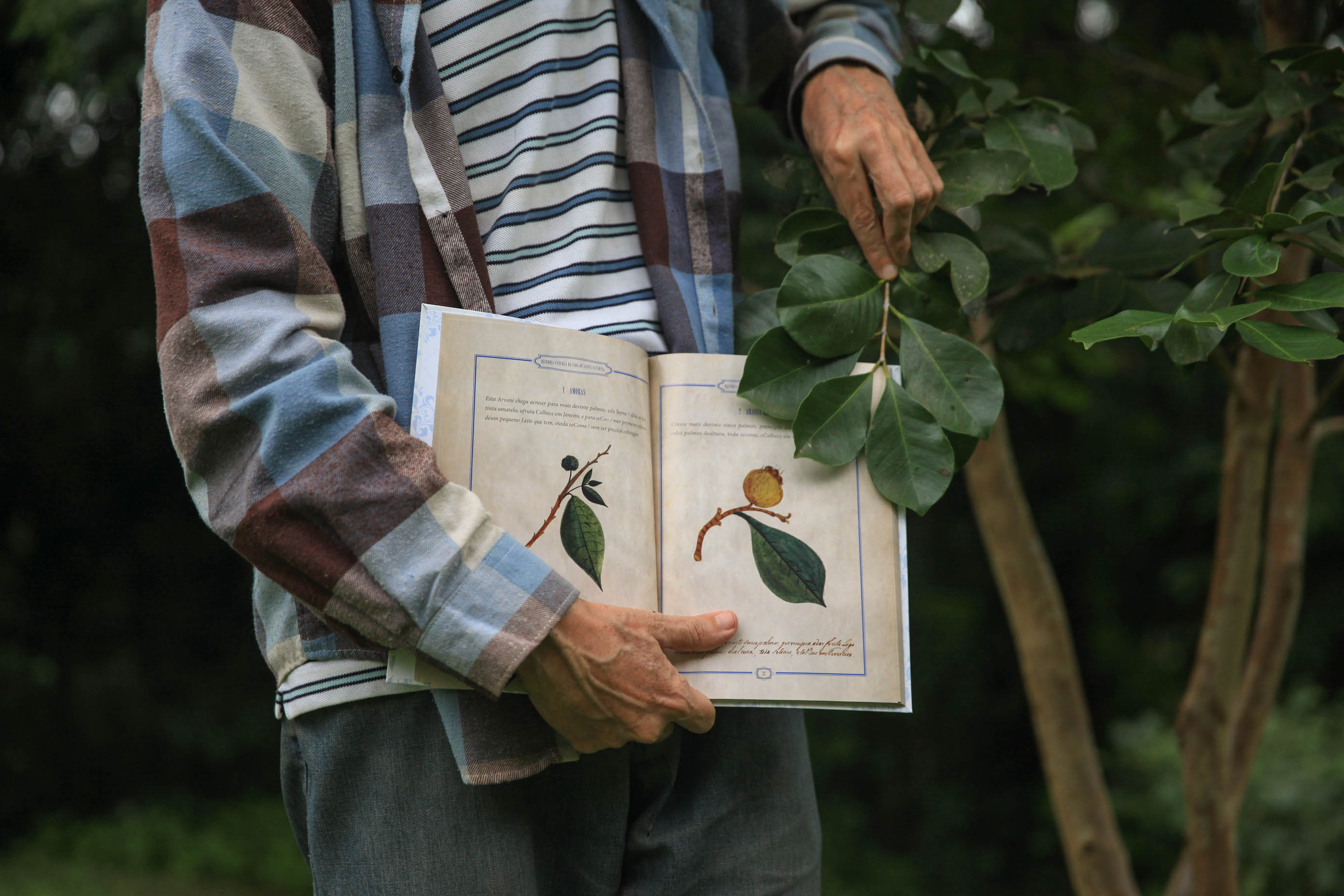 Livro com coleção inédita sobre árvores de Santa Catarina