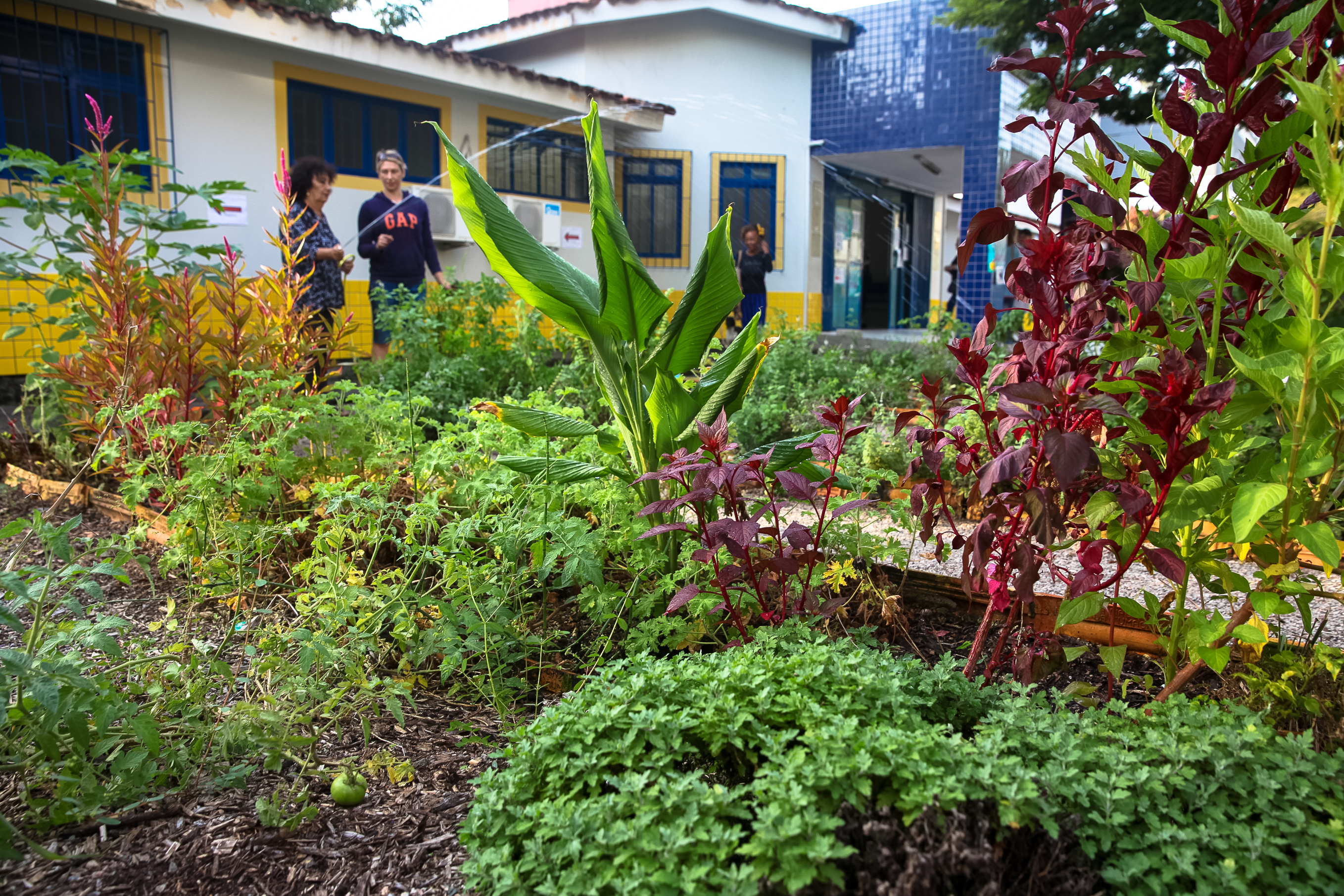 Projeto Horta Comunitária.
