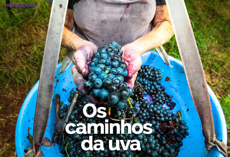 Os caminhos da uva