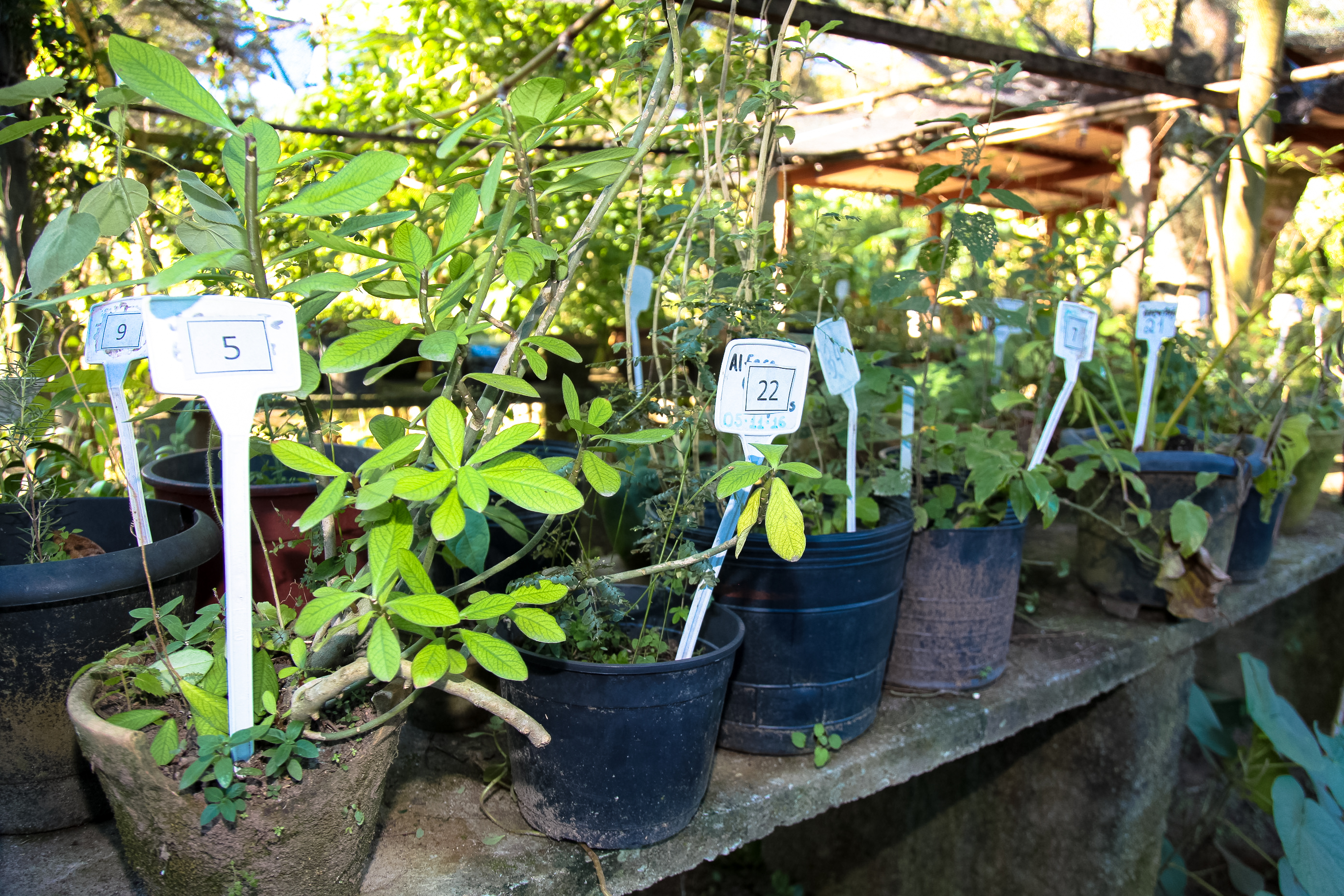 Horto Didático de Plantas Medicinais - UFSC