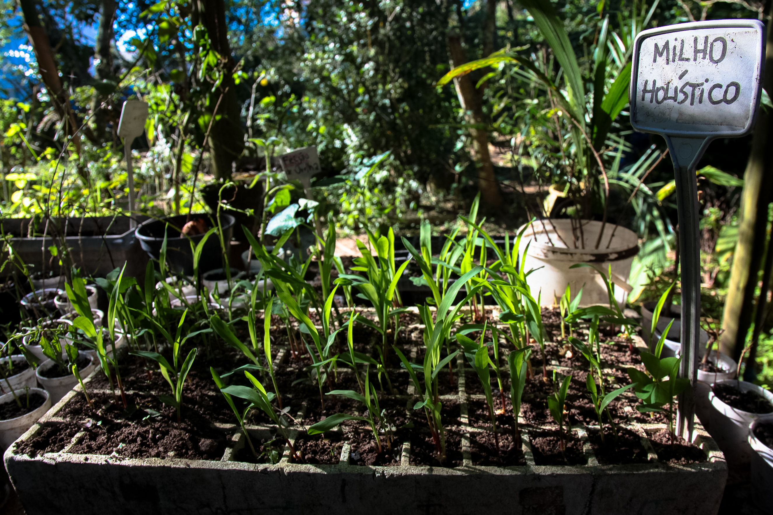 Horto Didático de Plantas Medicinais - UFSC