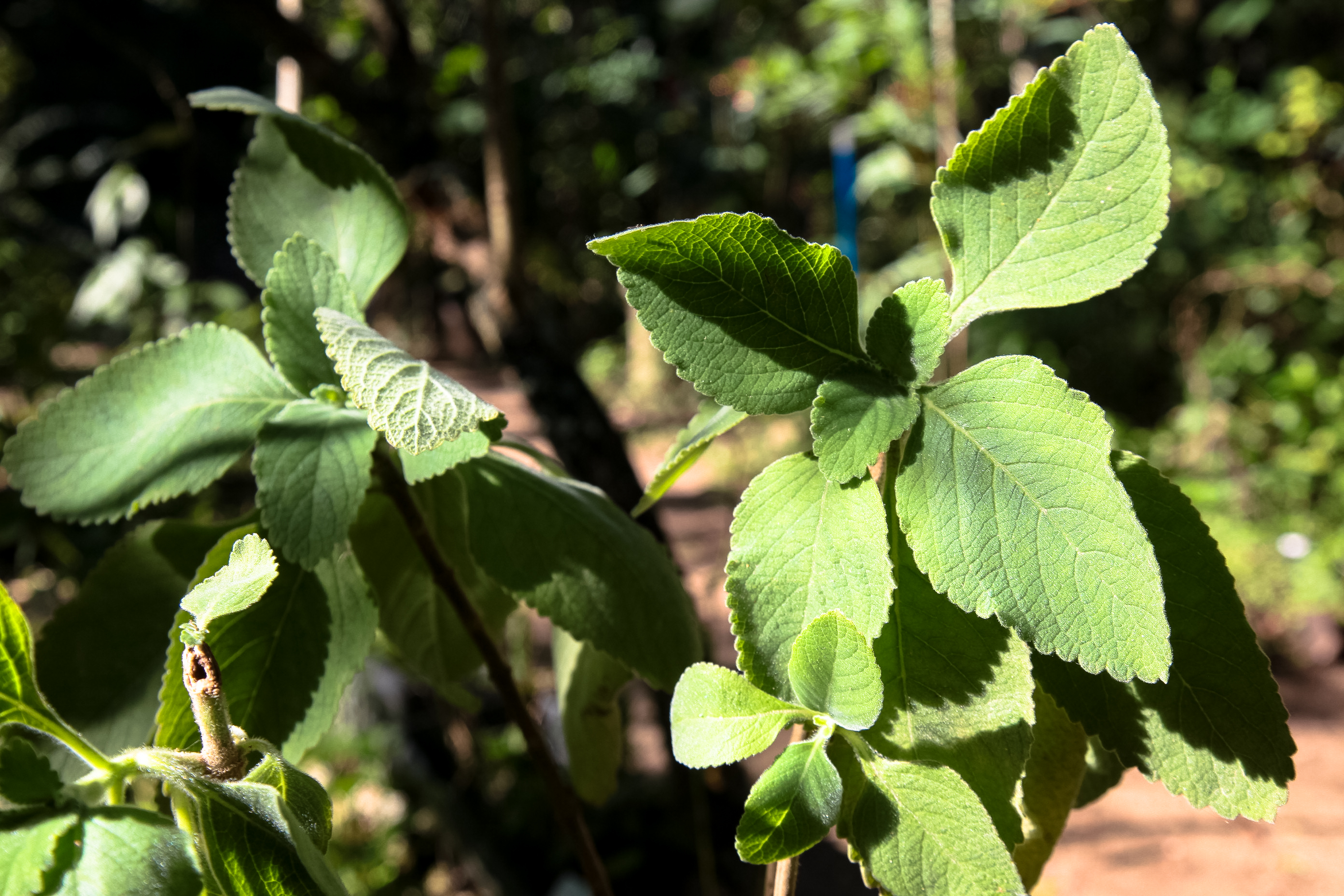 Horto Didático de Plantas Medicinais - UFSC