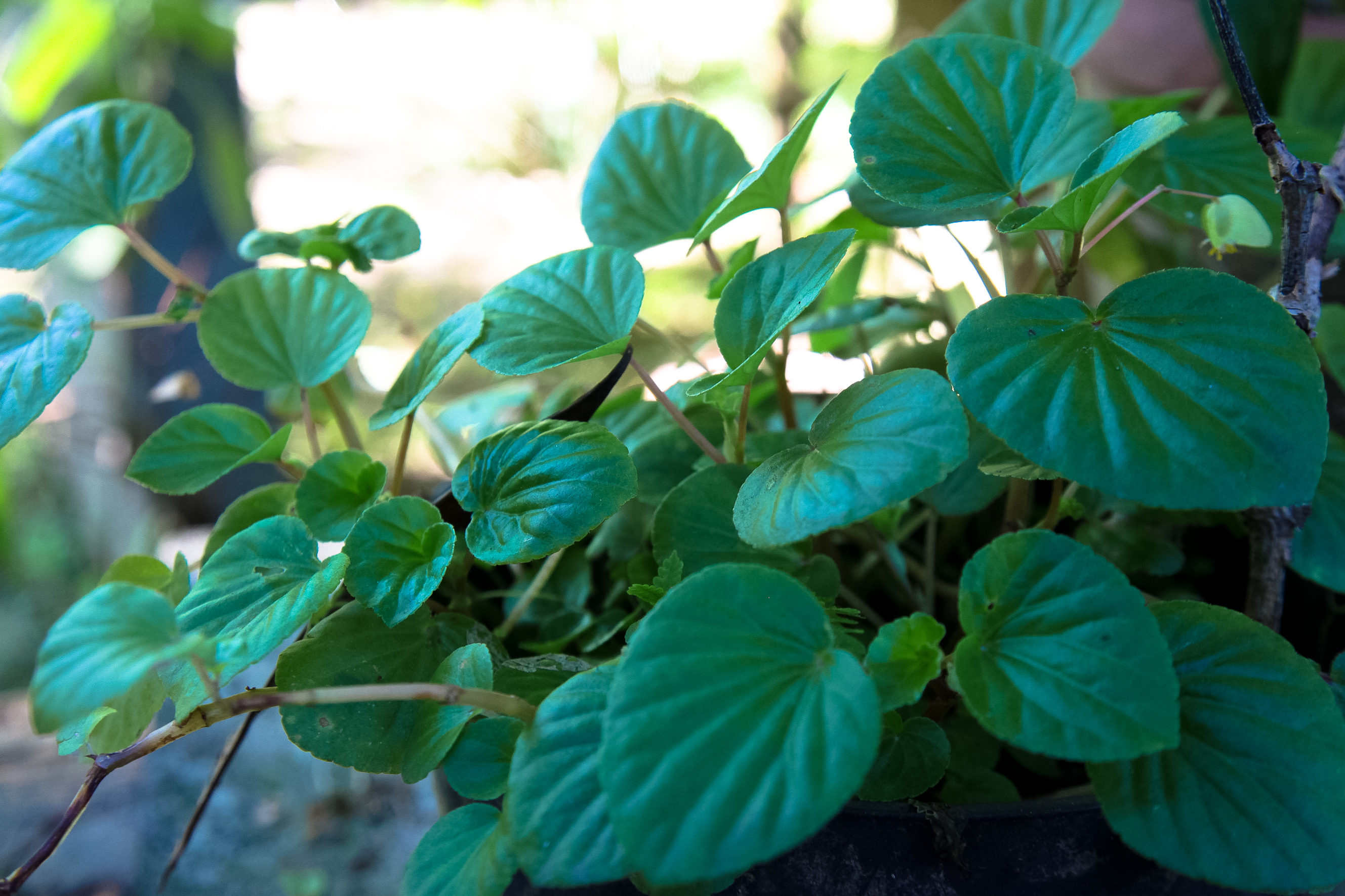 Horto Didático de Plantas Medicinais - UFSC