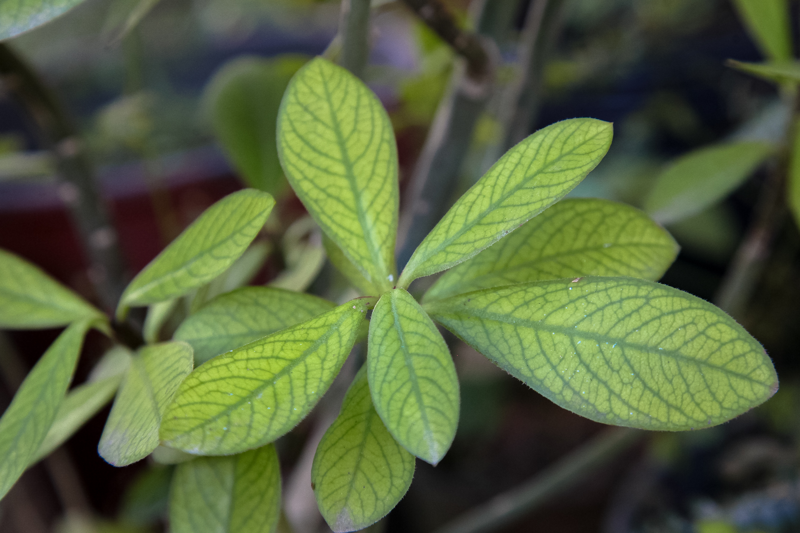 Horto Didático de Plantas Medicinais - UFSC