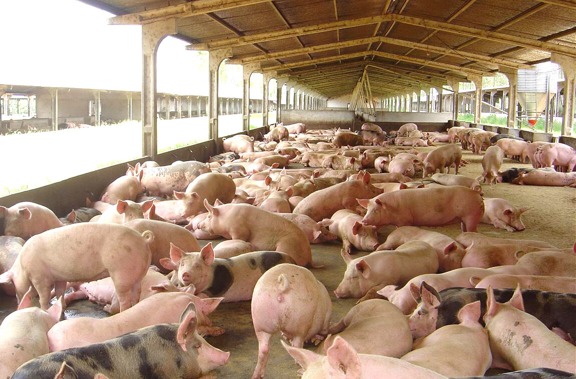 Deputados analisam proposta que cria a Política Estadual do Biogás