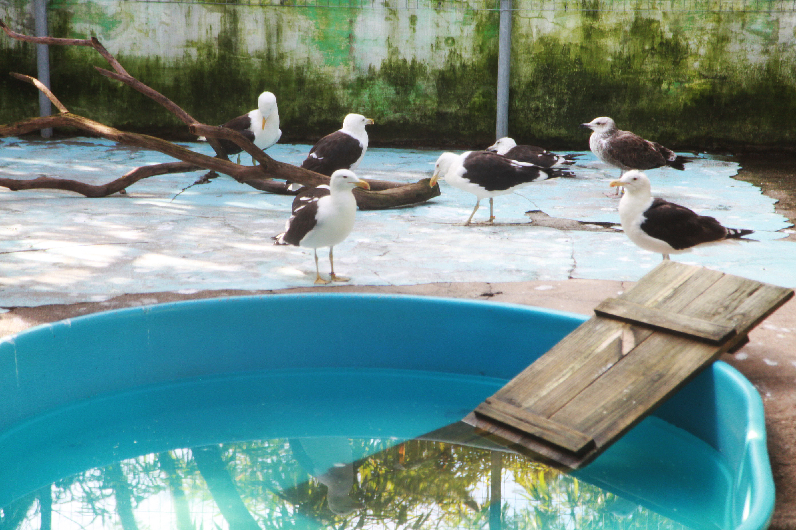 Centro de Reabilitação de Animais Marinhos.