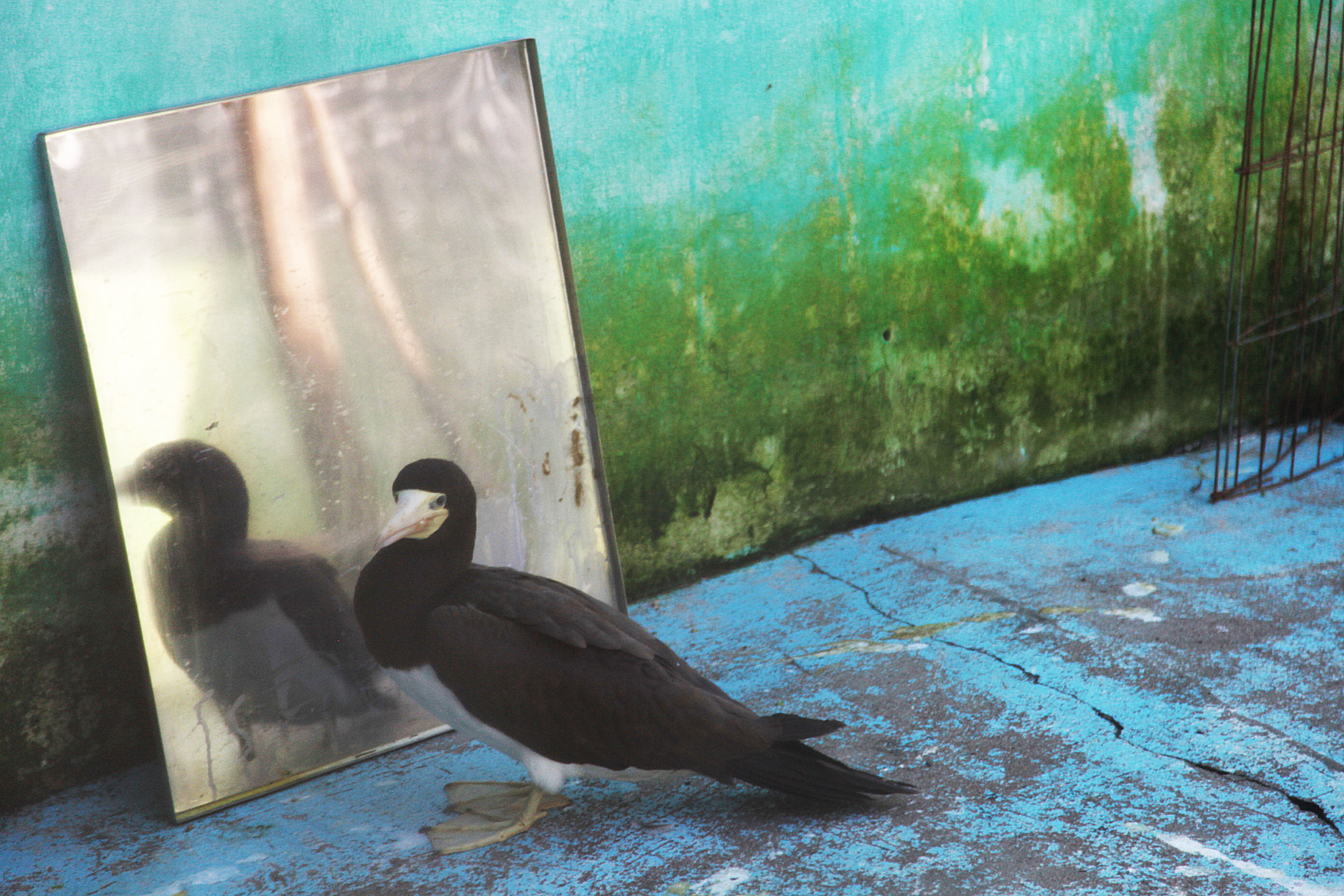 Centro de Reabilitação de Animais Marinhos.