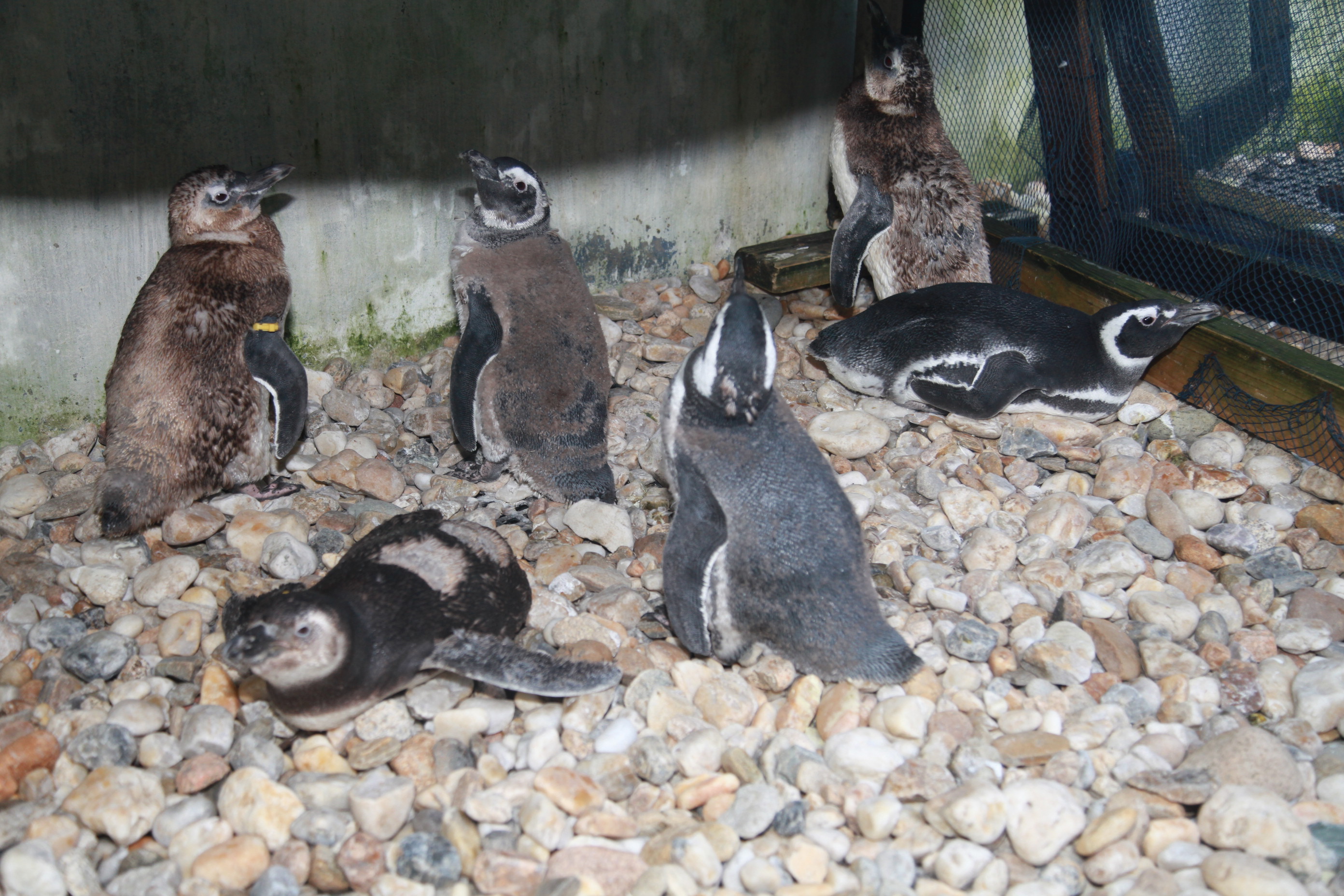 Centro de Reabilitação de Animais Marinhos.