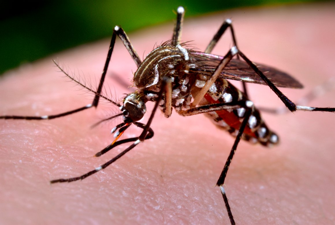 Número recorde de focos do mosquito da dengue preocupa em SC