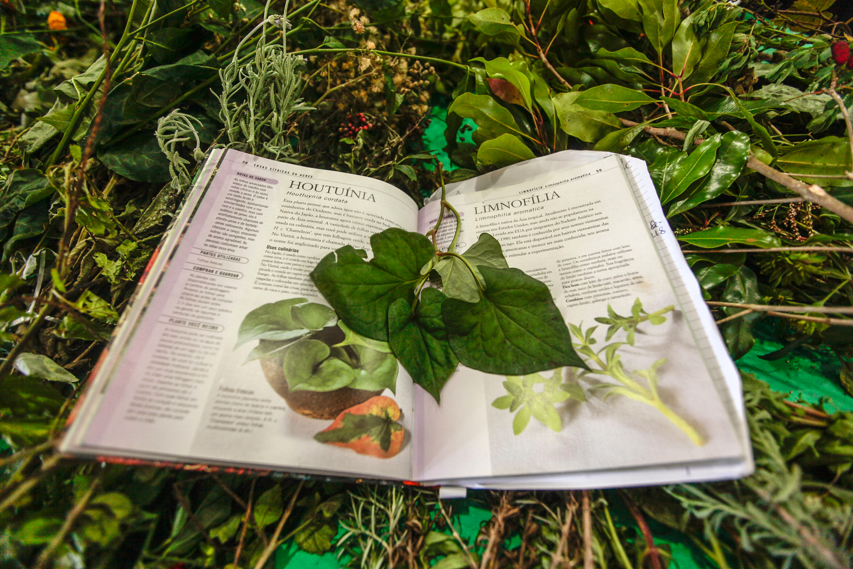 8ª Jornada Catarinense de Plantas Medicinais e Fitoterapia.