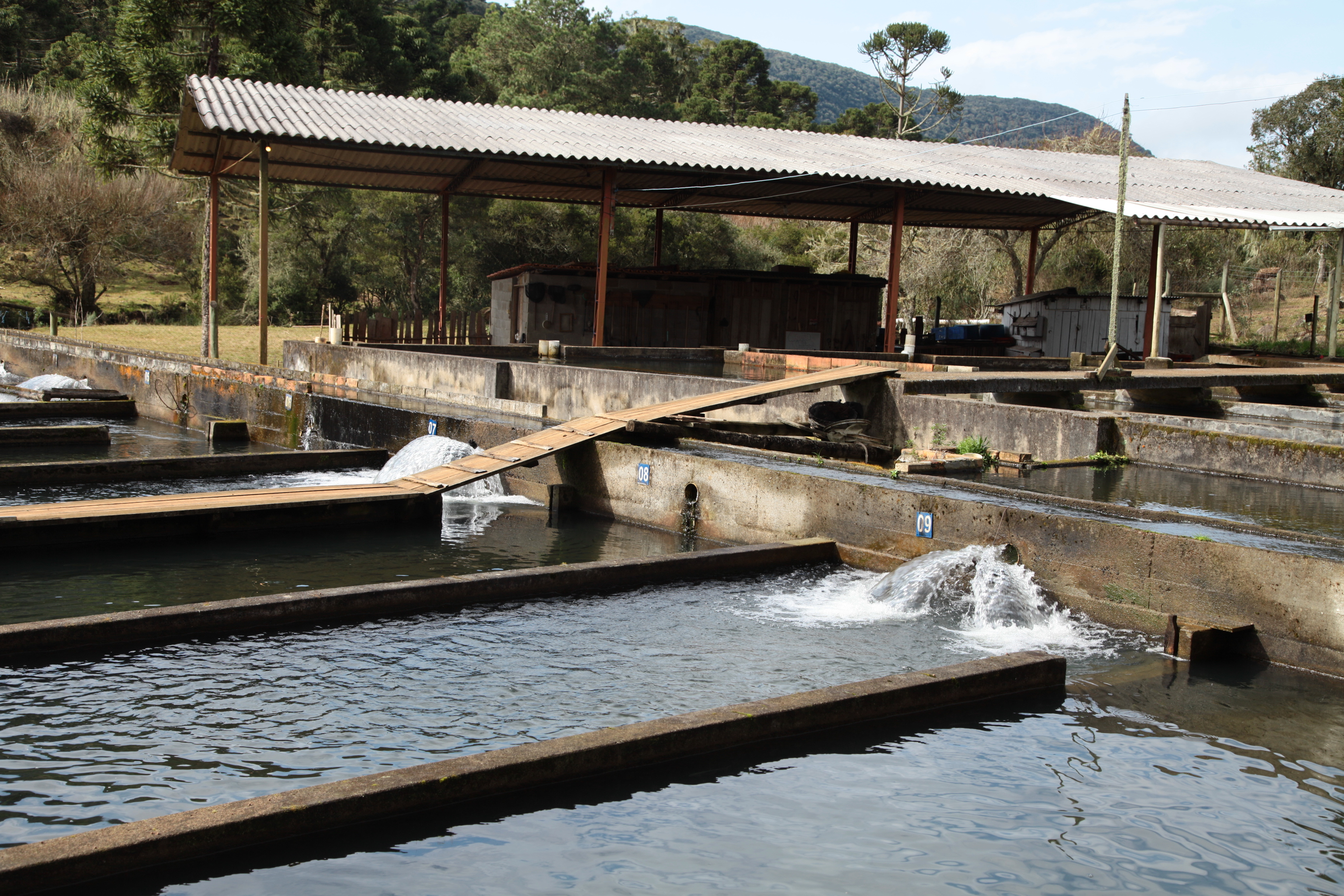 Piscicultura em Santa Catarina - Tanques de criação de trutas em Painel