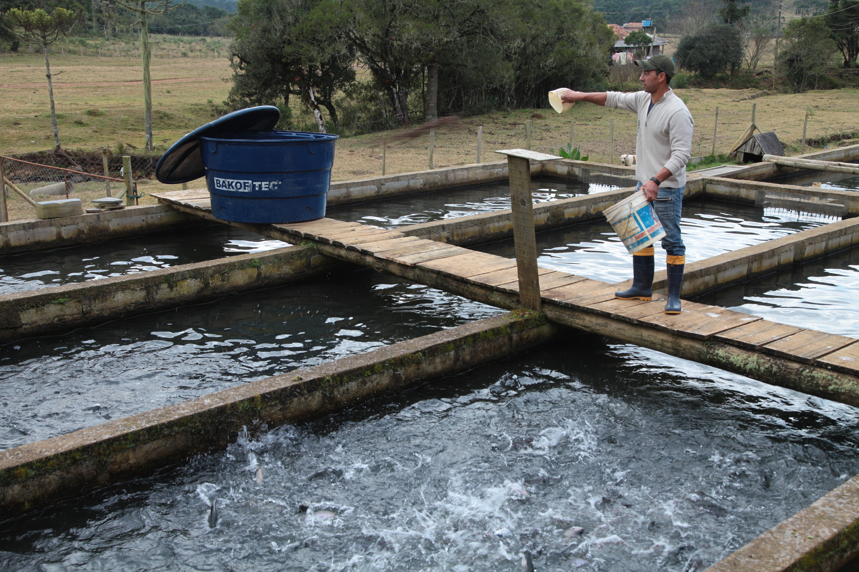 Piscicultura em Santa Catarina - Tanques para criação de trutas em Painel