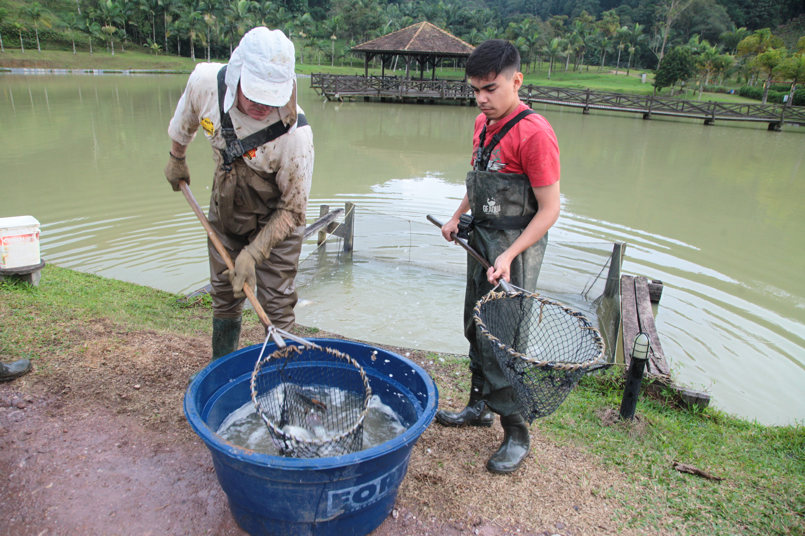 Piscicultura em Santa Catarina - Processo de salinização de peixes antes de voltarem ao tanques de pesca