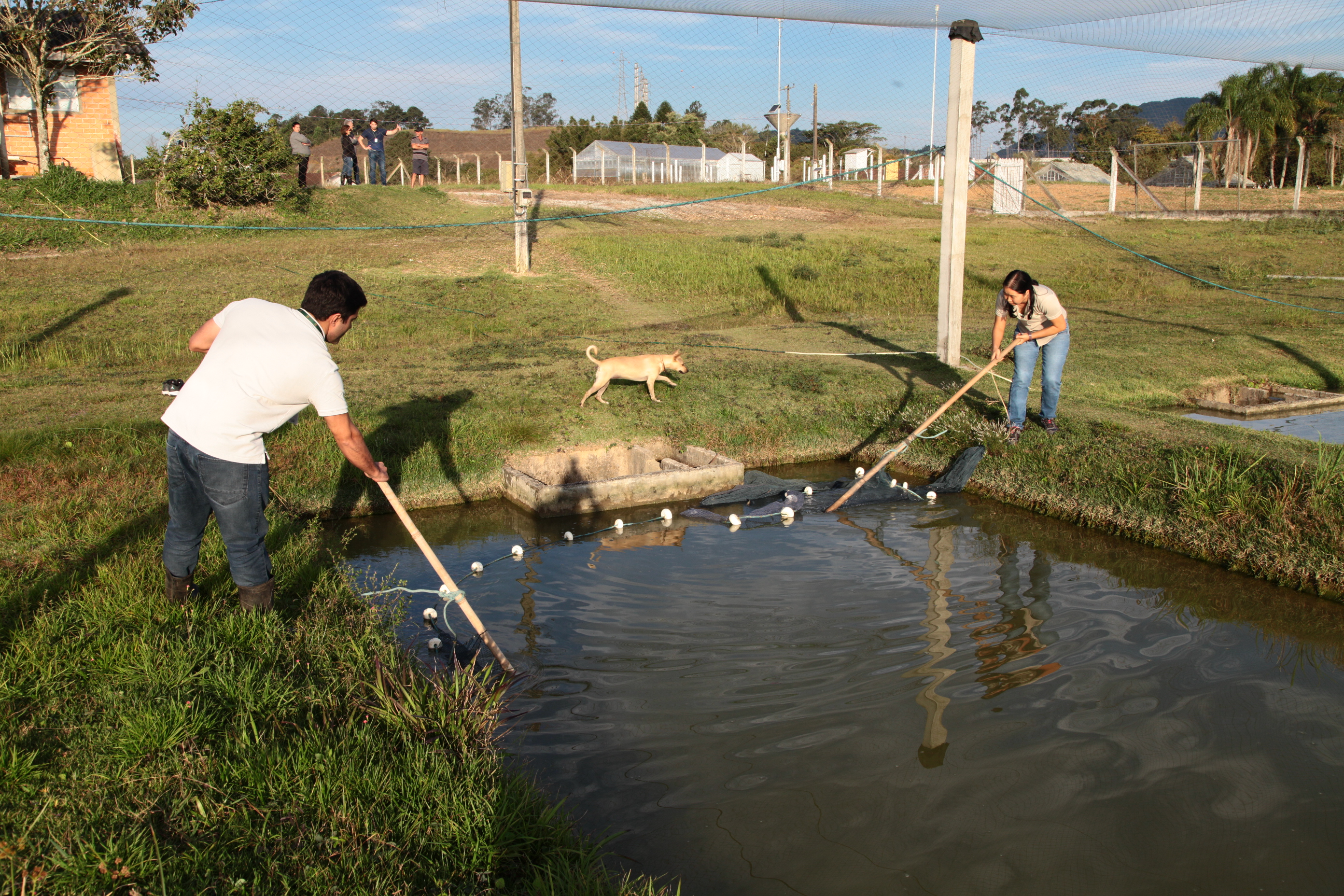 Piscicultura em Santa Catarina - Tanques da Epagri em Itajaí