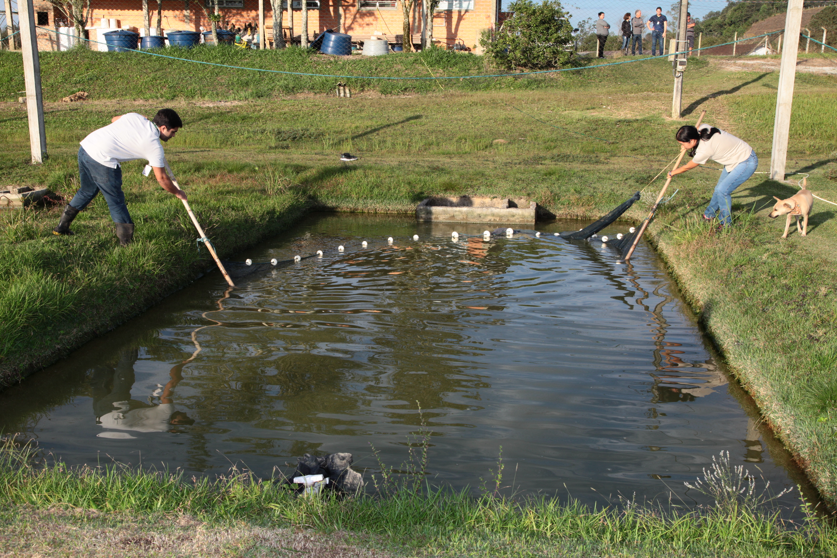 Piscicultura em Santa Catarina - Tanques da Epagri em Itajaí