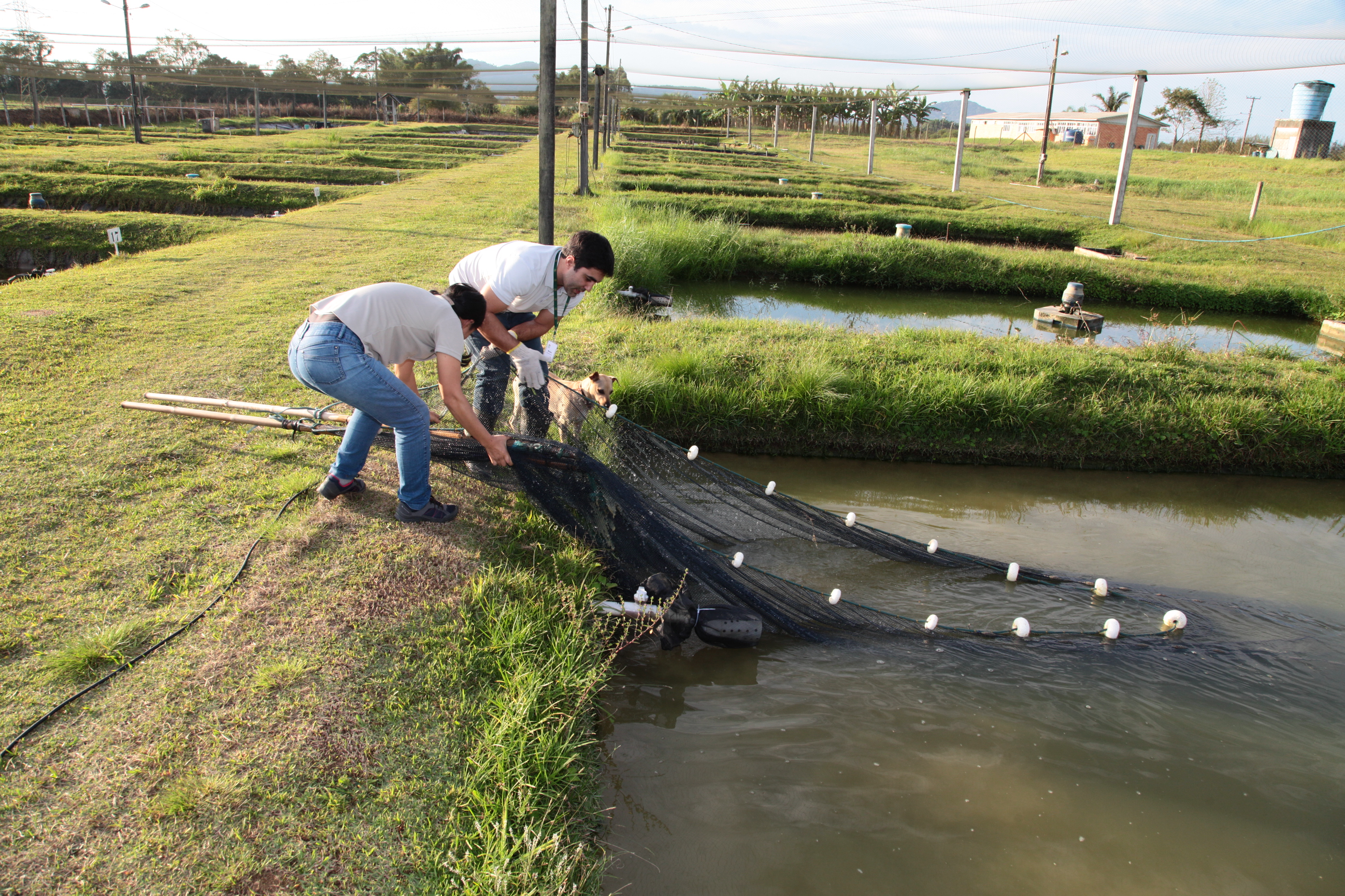 Piscicultura em Santa Catarina - Tanques da Epagri em Itajaí
