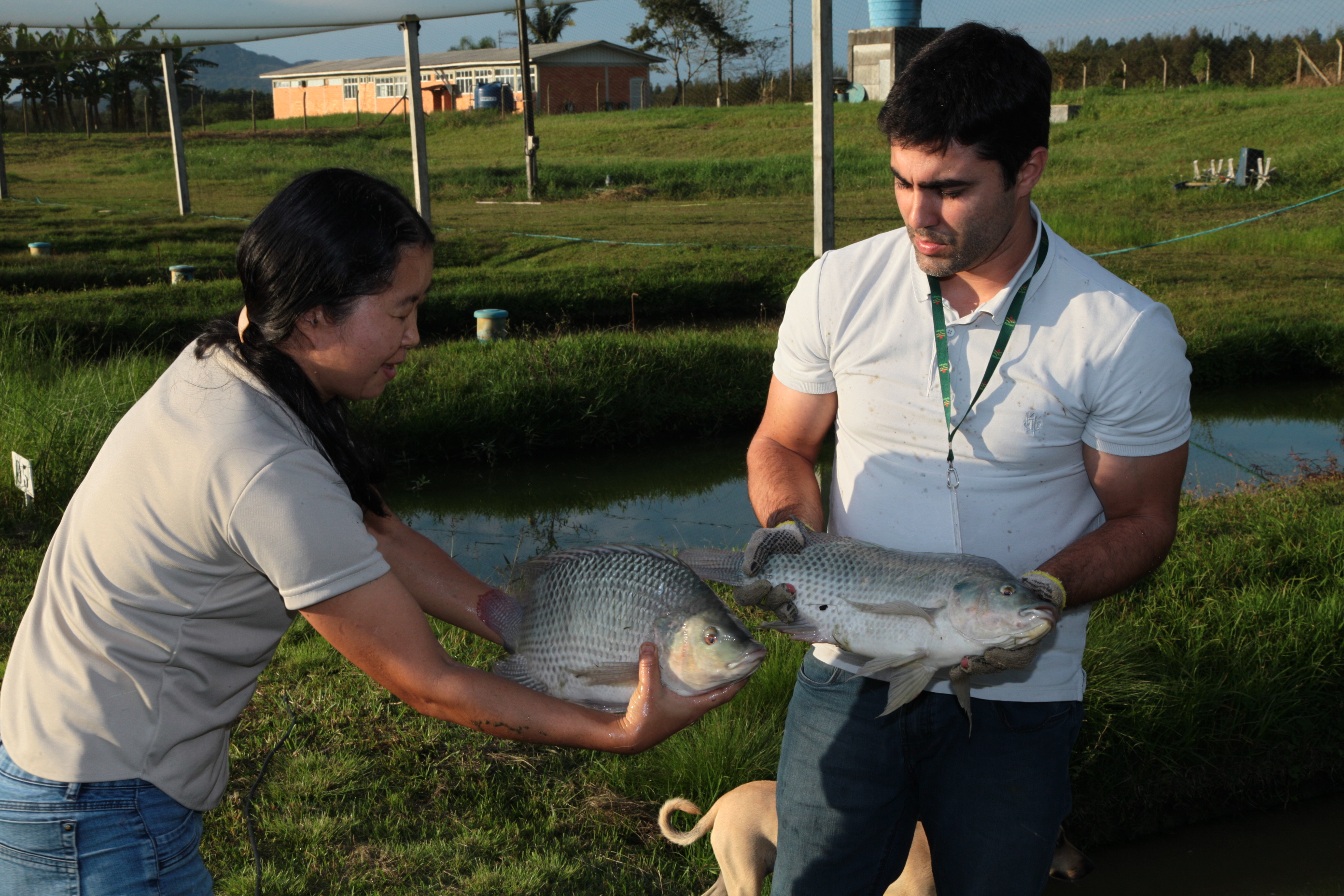 Piscicultura em Santa Catarina - Epagri