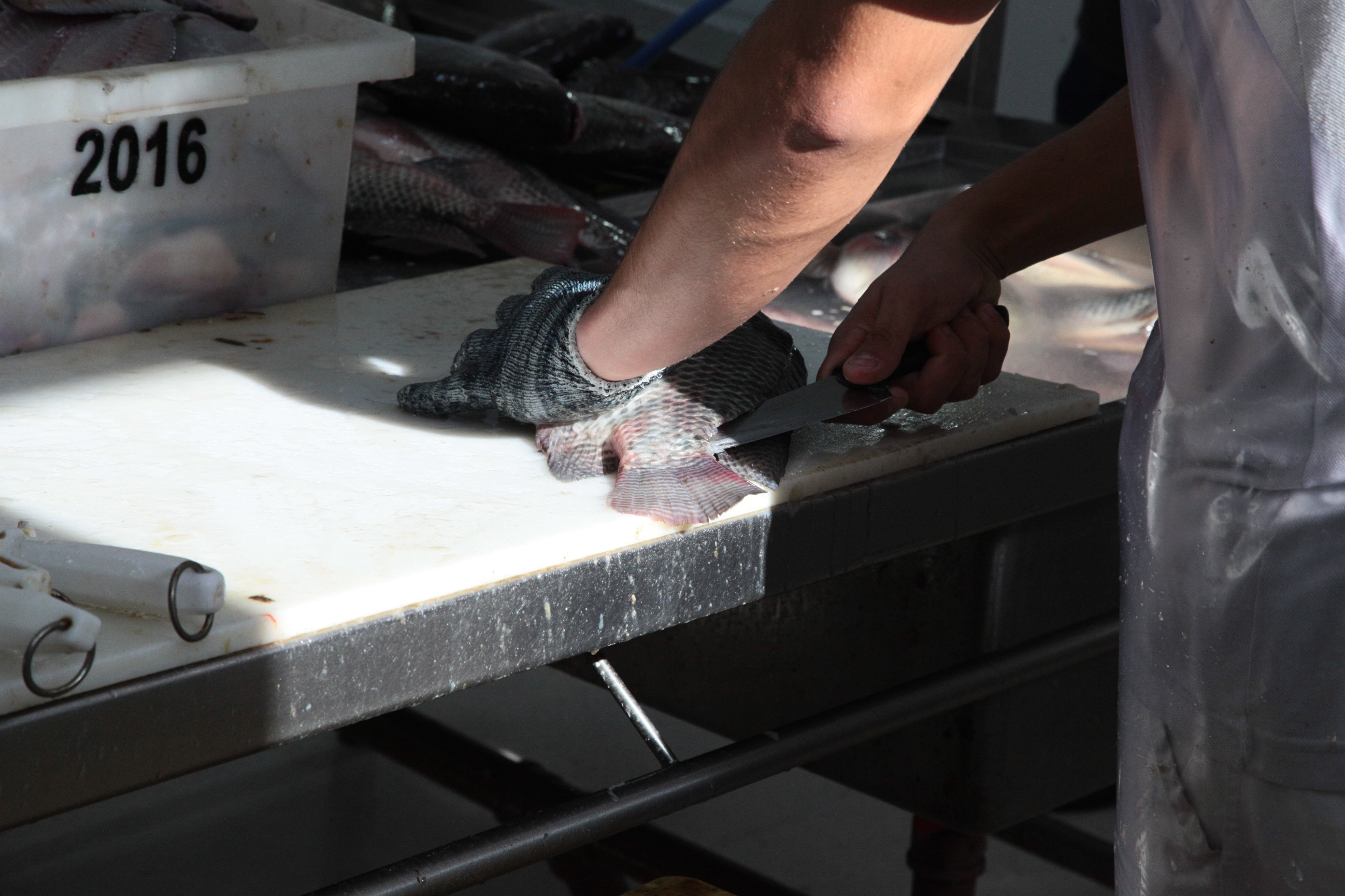 Piscicultura em Santa Catarina - Processamento dos peixes de cativeiro